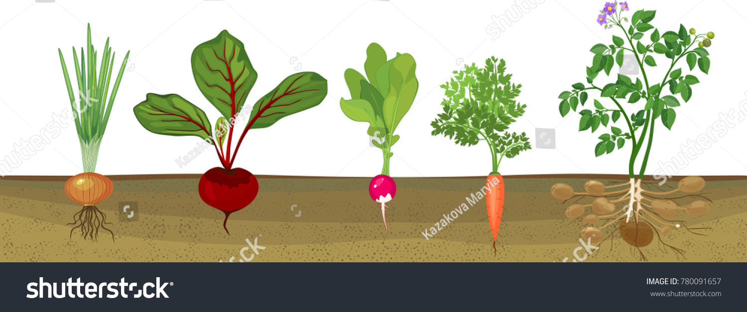 Different Root Vegetables Growing On Vegetable Stock Vector 780091657 ...