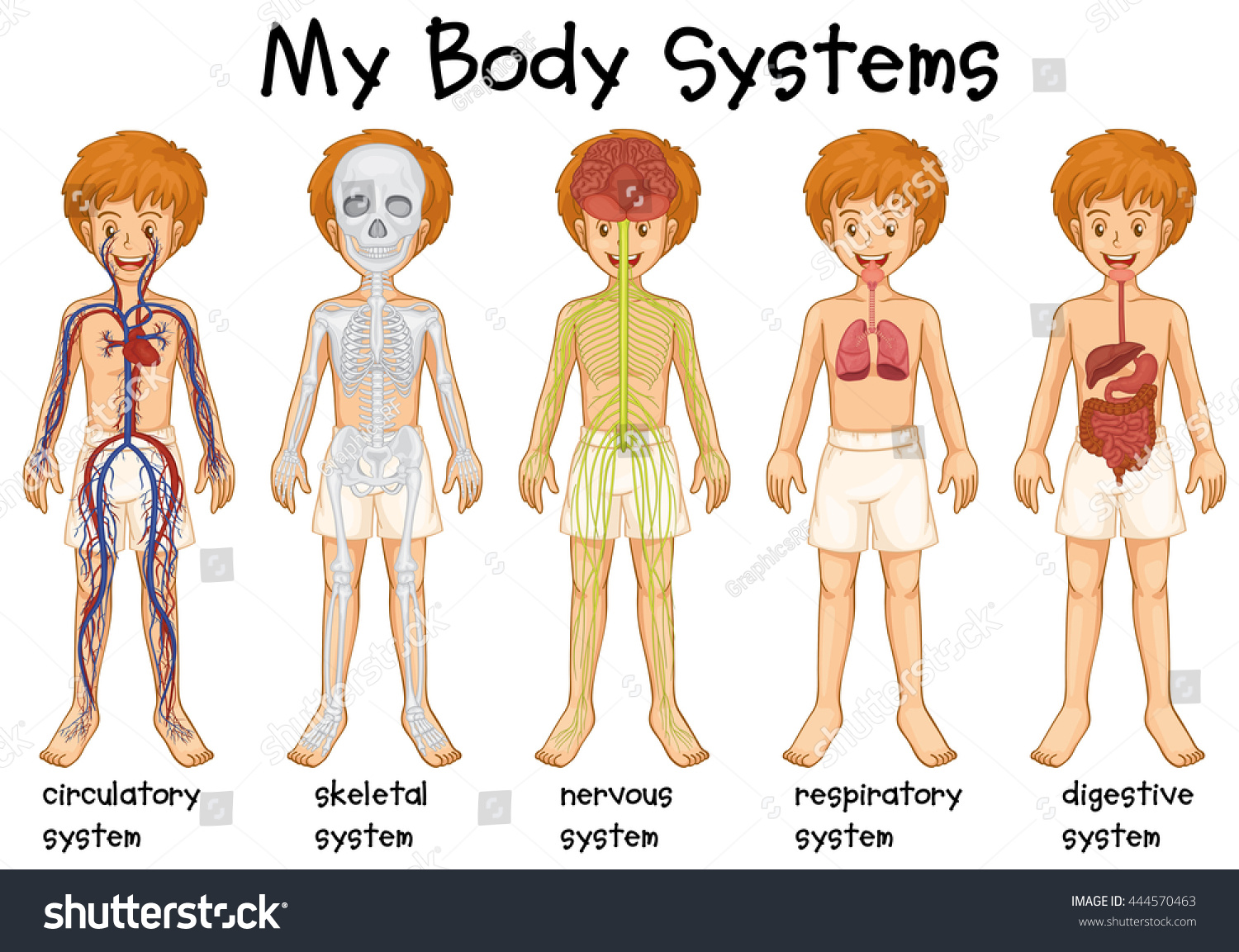 Different System In Human Illustration - 444570463 : Shutterstock