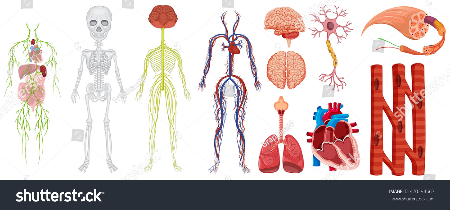 Different Systems In Human Body Illustration - 470294567 : Shutterstock