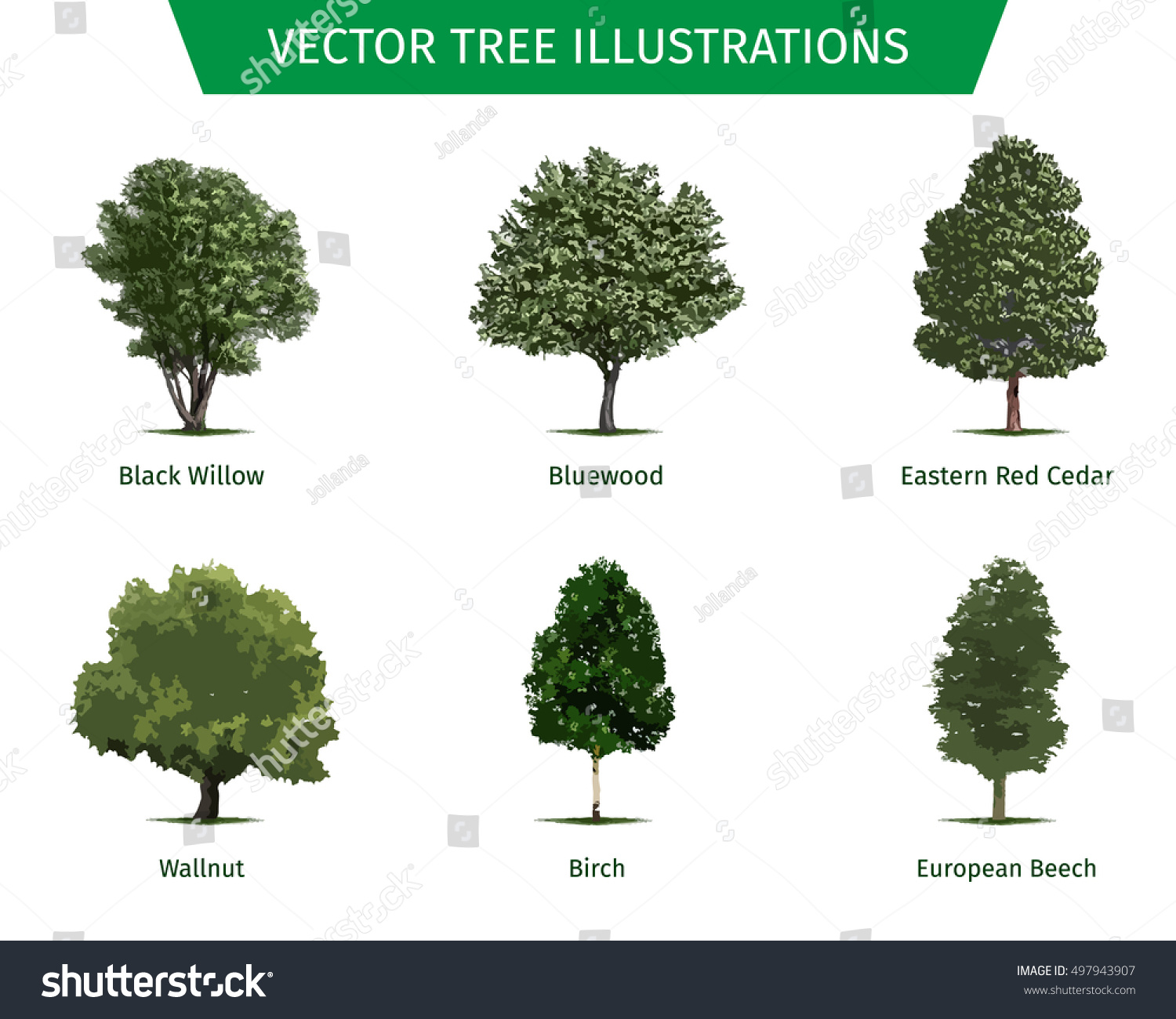 Different Tree Sorts Names Illustrations Tree Stock Vector 497943907 ...