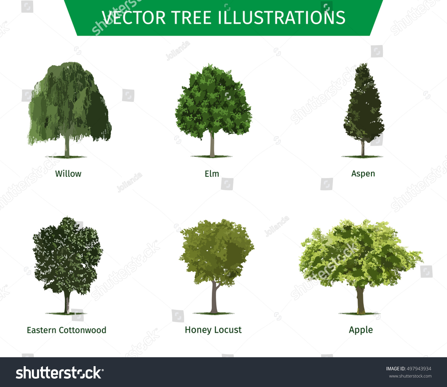 Different Tree Sorts Names Illustrations Tree Stock Vector (Royalty ...