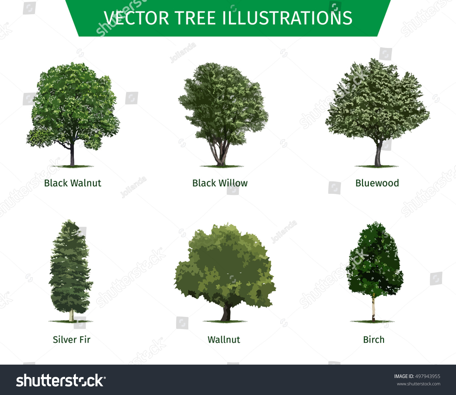 Types Of Trees With Names