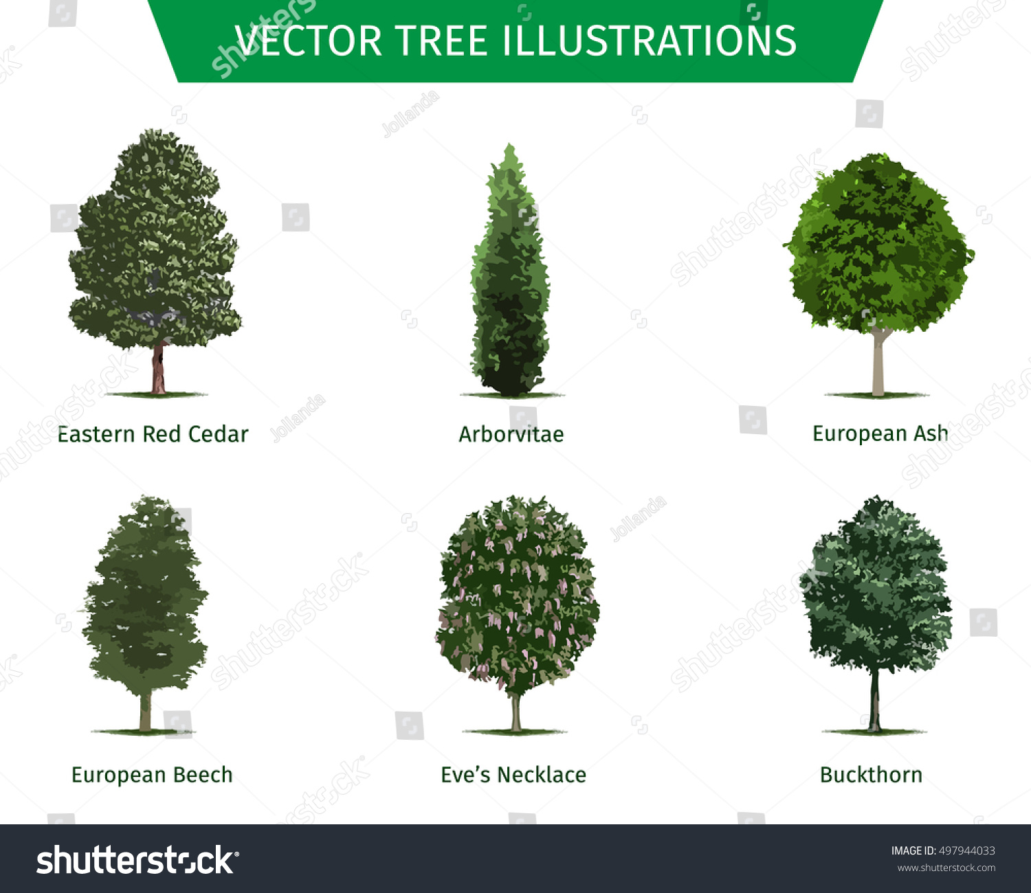 Different Tree Sorts Names Illustrations Tree Stock Vector 497944033 ...