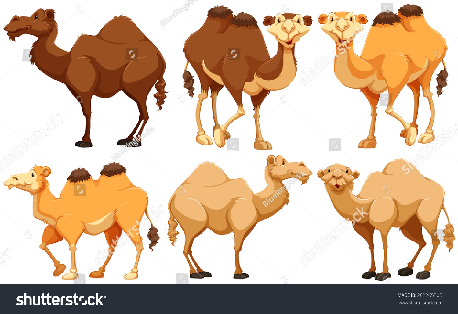 Different Type Camels Standing Stock Vector 282265505 - Shutterstock