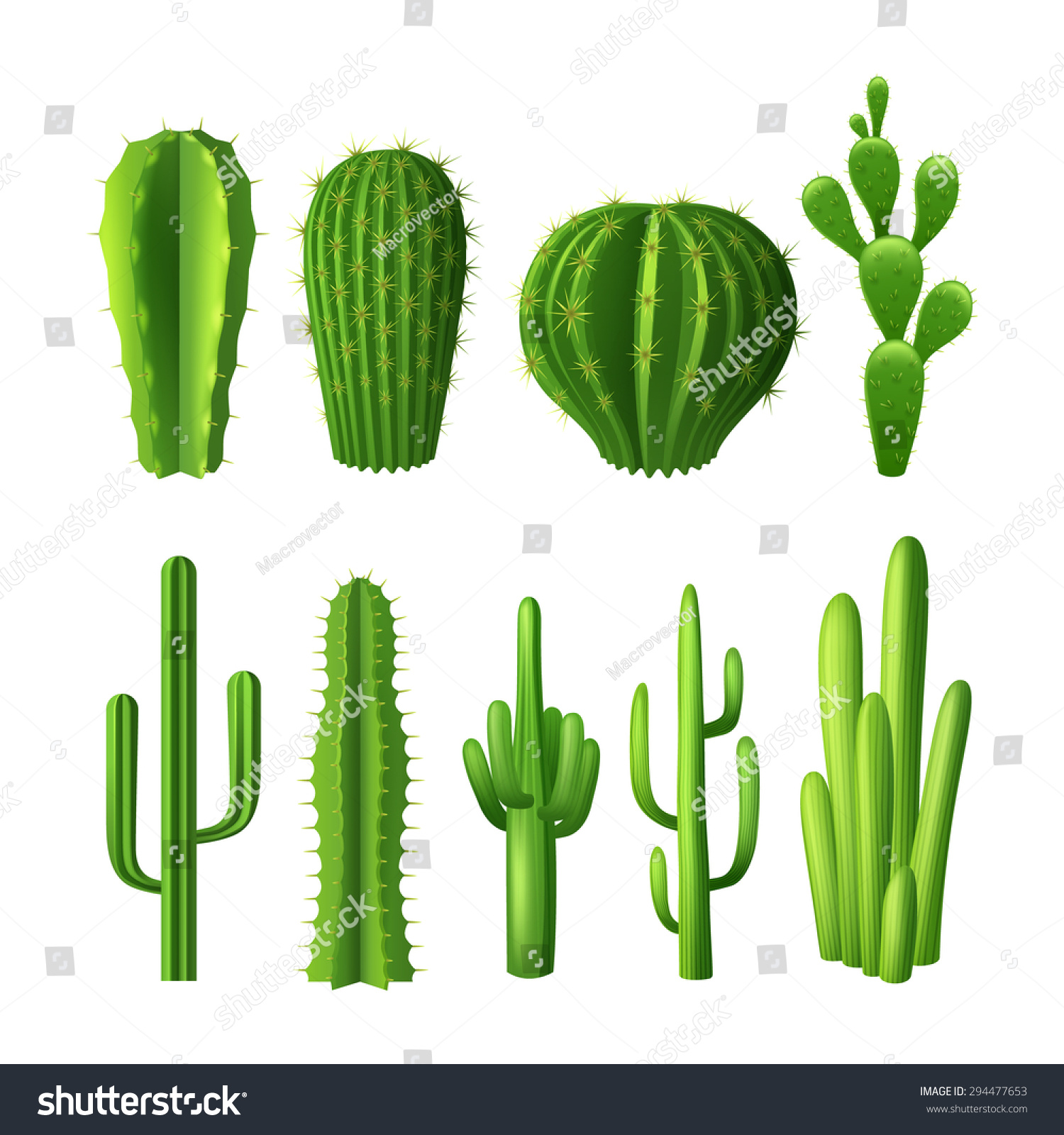 pix All Types Of Cactus With Names https www shutterstock com image vector different types cactus plants realistic decorative 294477653