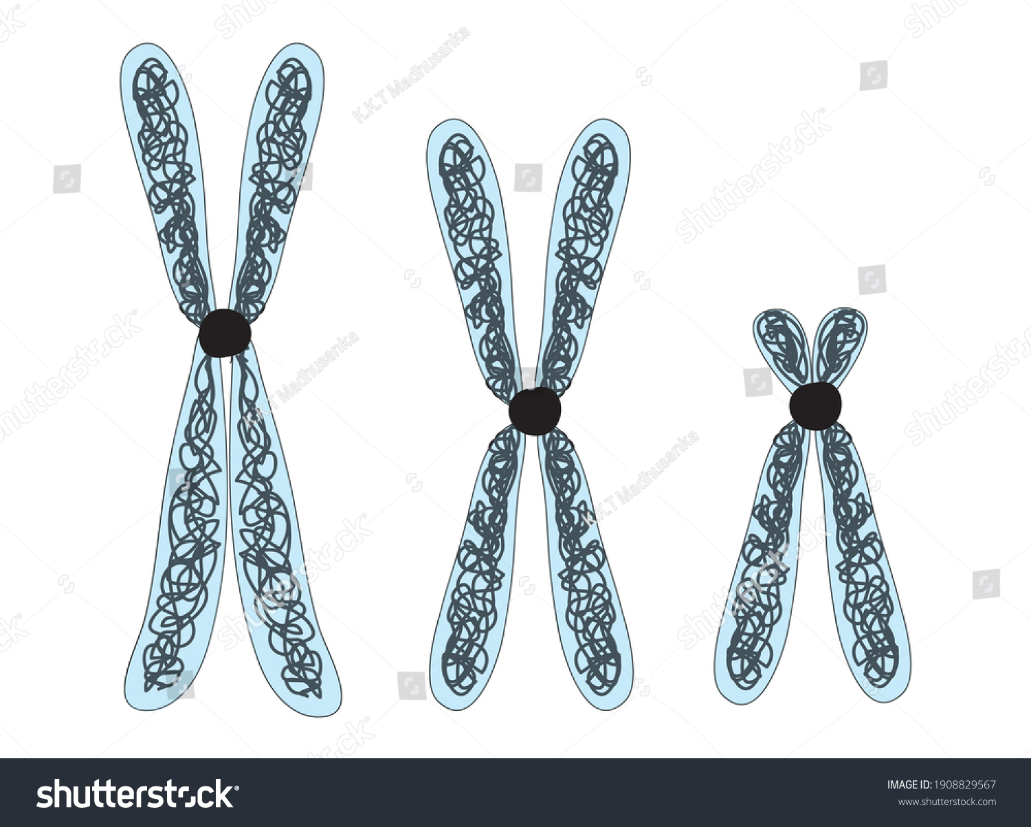 Different Types Chromosome Centromere Dna P Stock Vector (Royalty Free ...