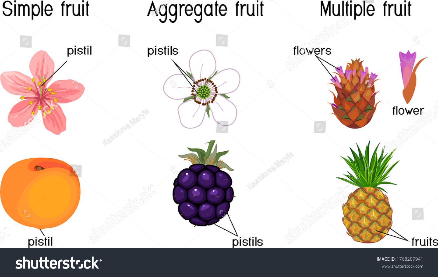 Different Types Fruits Simple Aggregate Multiple Stock Vector (Royalty ...