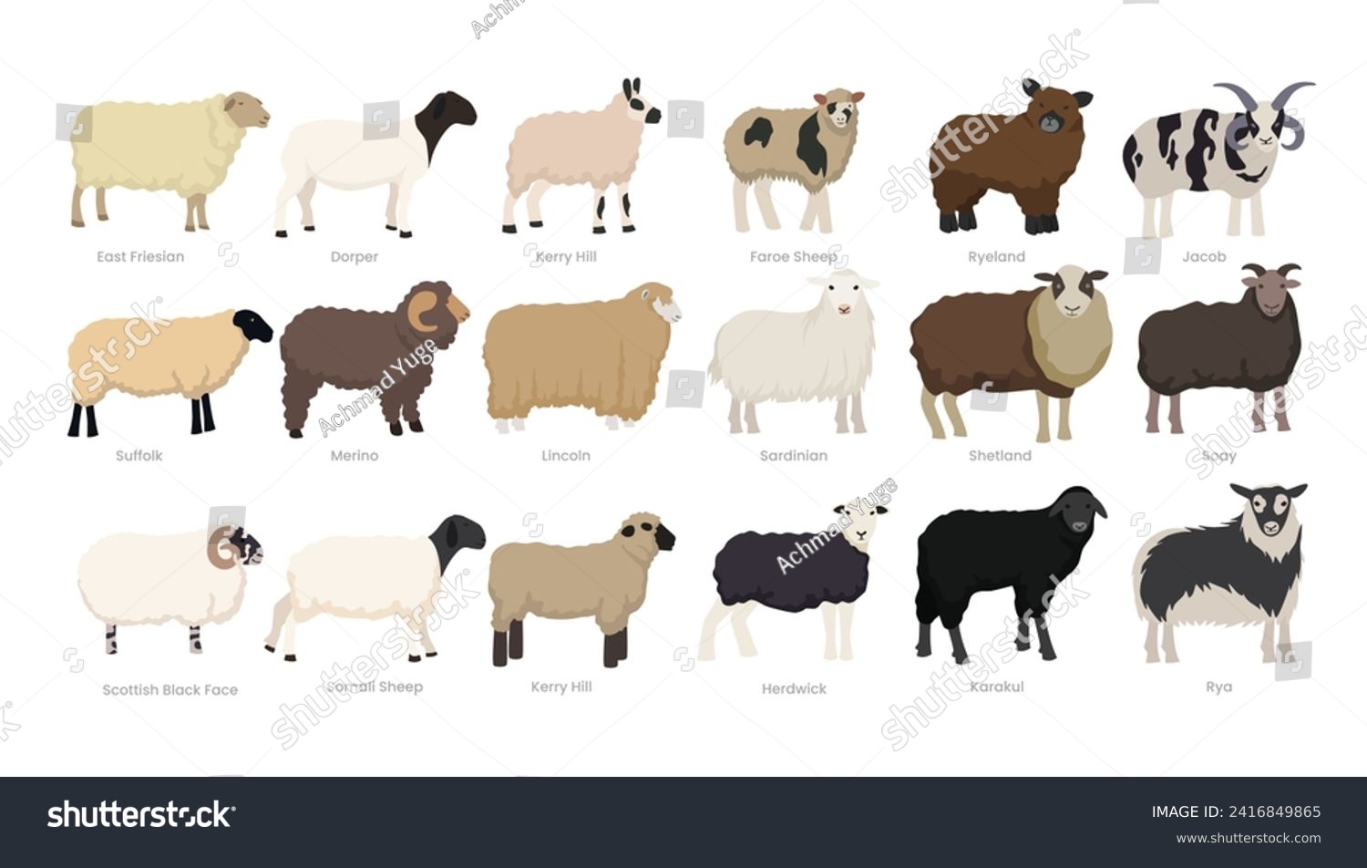 SVG of Different types of sheep set collection, breeds of domestic sheep cartoon, dairy farming, lamb sheep vector illustration, suitable for education poster infographic guide catalog, flat style svg