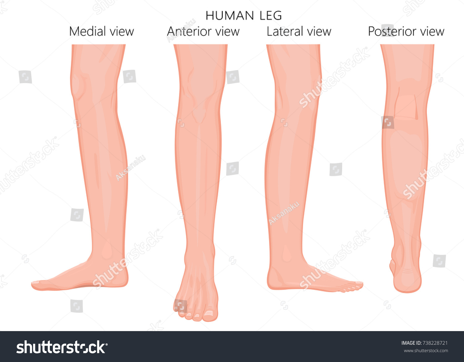 Different Views Sides Human Leg Posterior Stock Vector 738228721