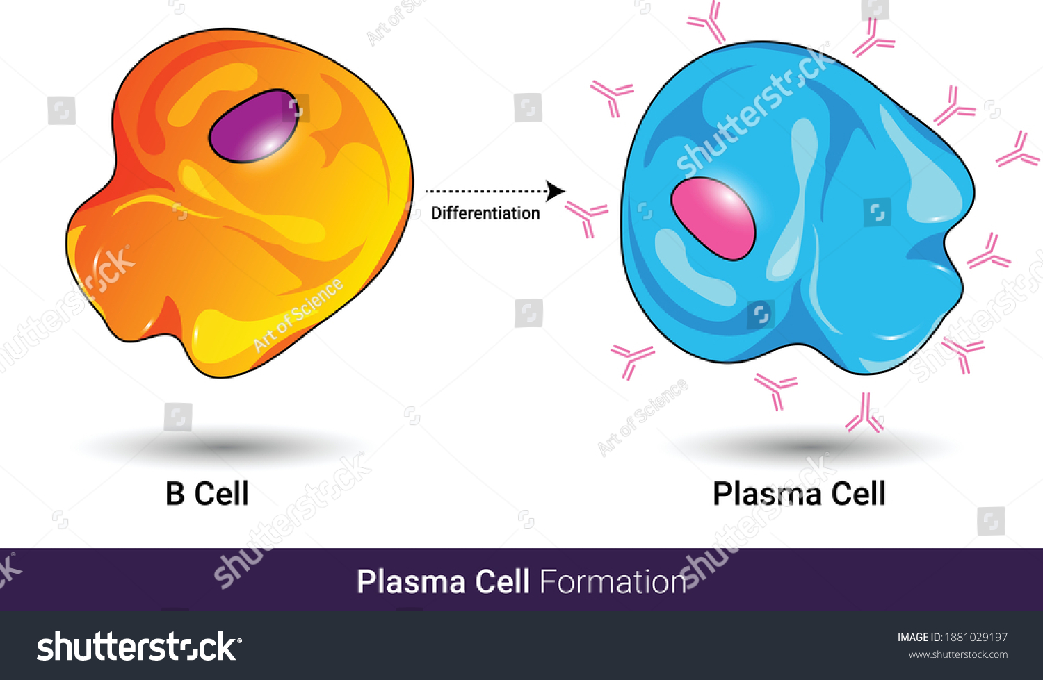 Differentiation B Cell Upon Antigen Stimulation Stock Vector (Royalty ...