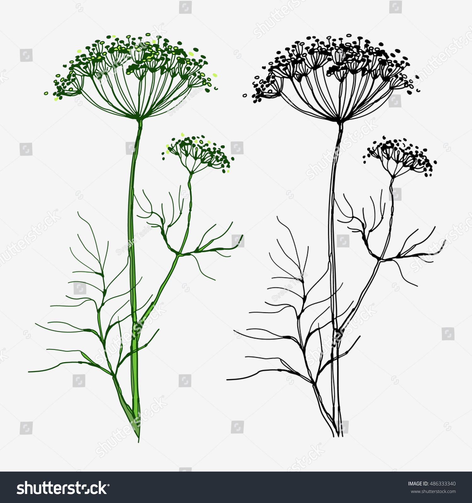 Dill. Hand Drawn Sketch. Linear And Color Version Stock Vector