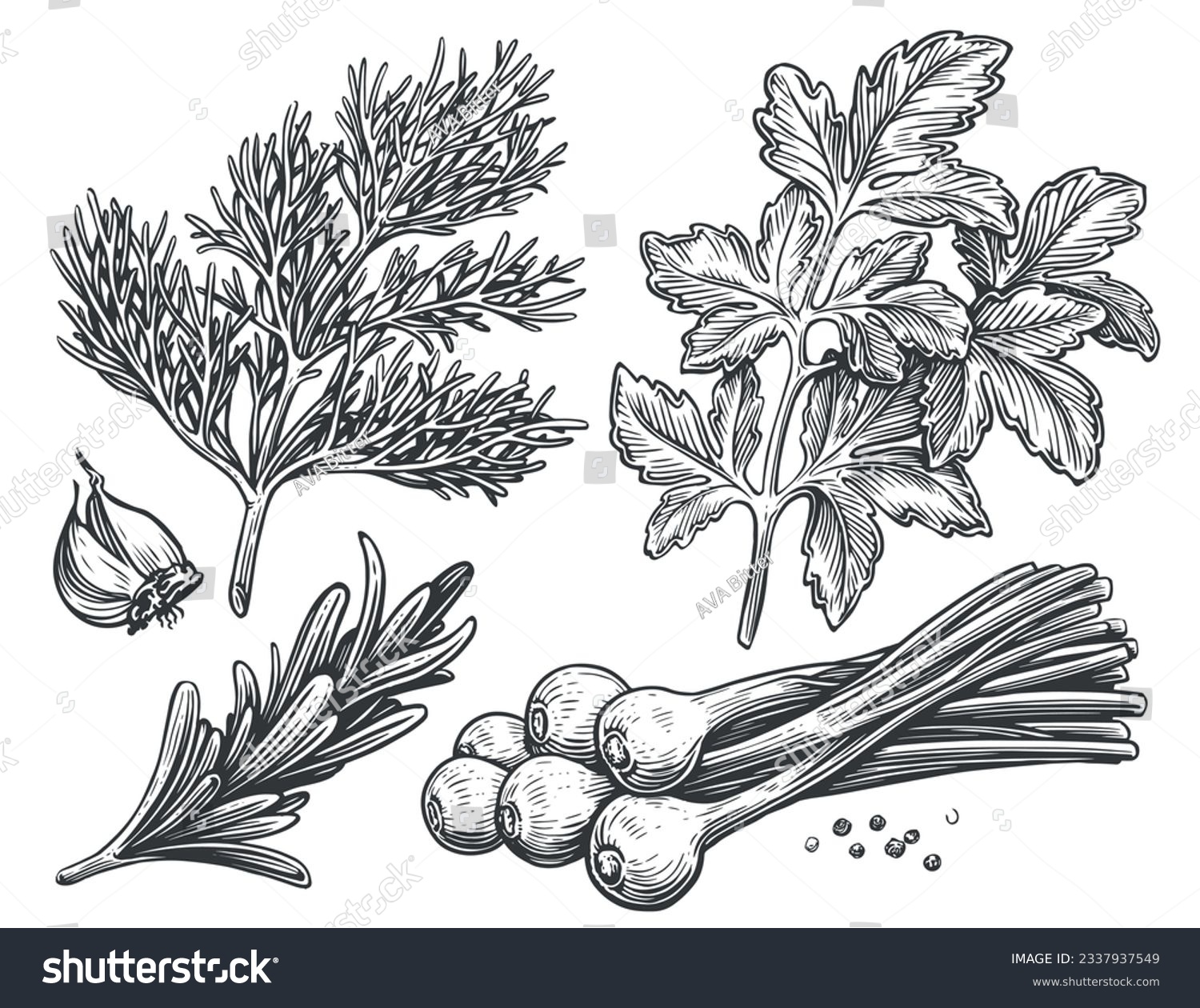 SVG of Dill, parsley, chives, rosemary, garlic, peppercorns. Set of spicy spices for food cooking. Sketch vector illustration svg