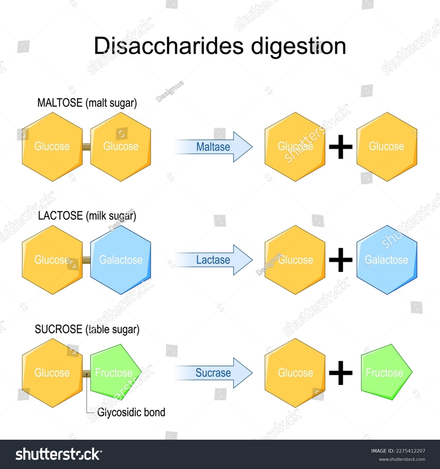 SVG of Disaccharides digestion. Enzymes effect on disaccharides molecules. chemical reaction. sucrose, lactose, maltose, and Fructose, Galactose, and Glucose. Vector illustration svg