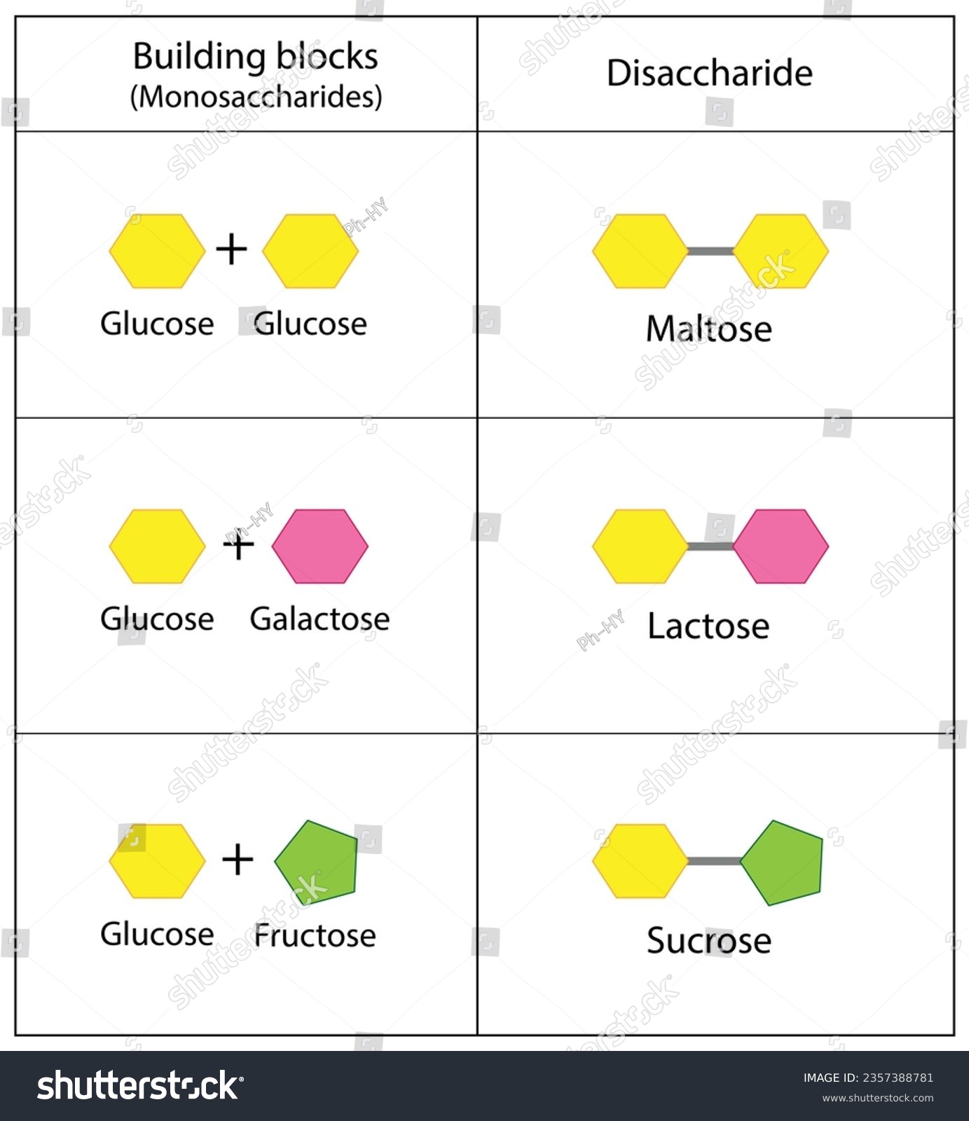 SVG of Disaccharides, Maltose, Lactose and Sucrose to Monosaccharides, glucose, galactose and Fructose molecules. Carbohydrates. Vector Illustration. svg