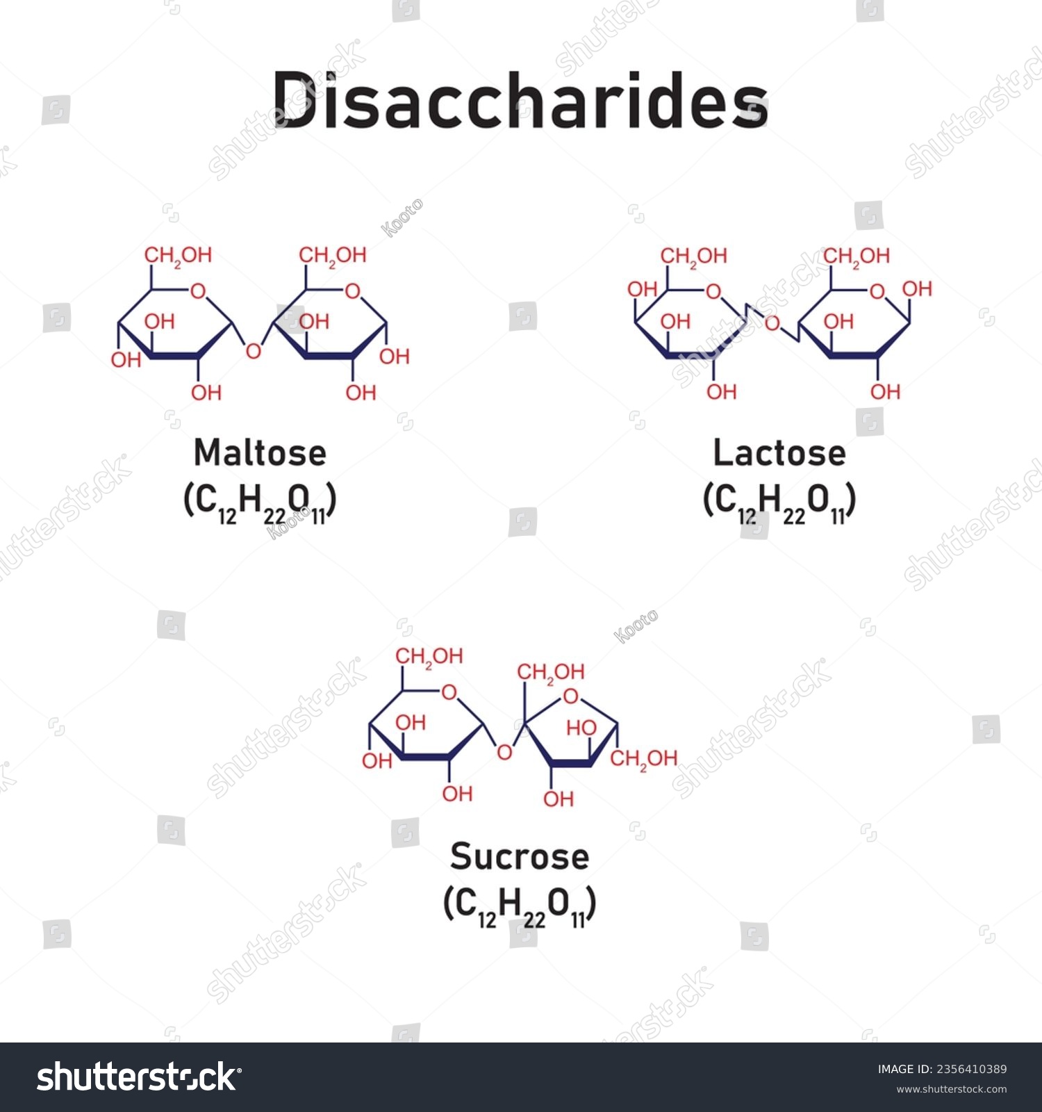SVG of Disaccharides Types Concept Design. Vector Illustration. svg