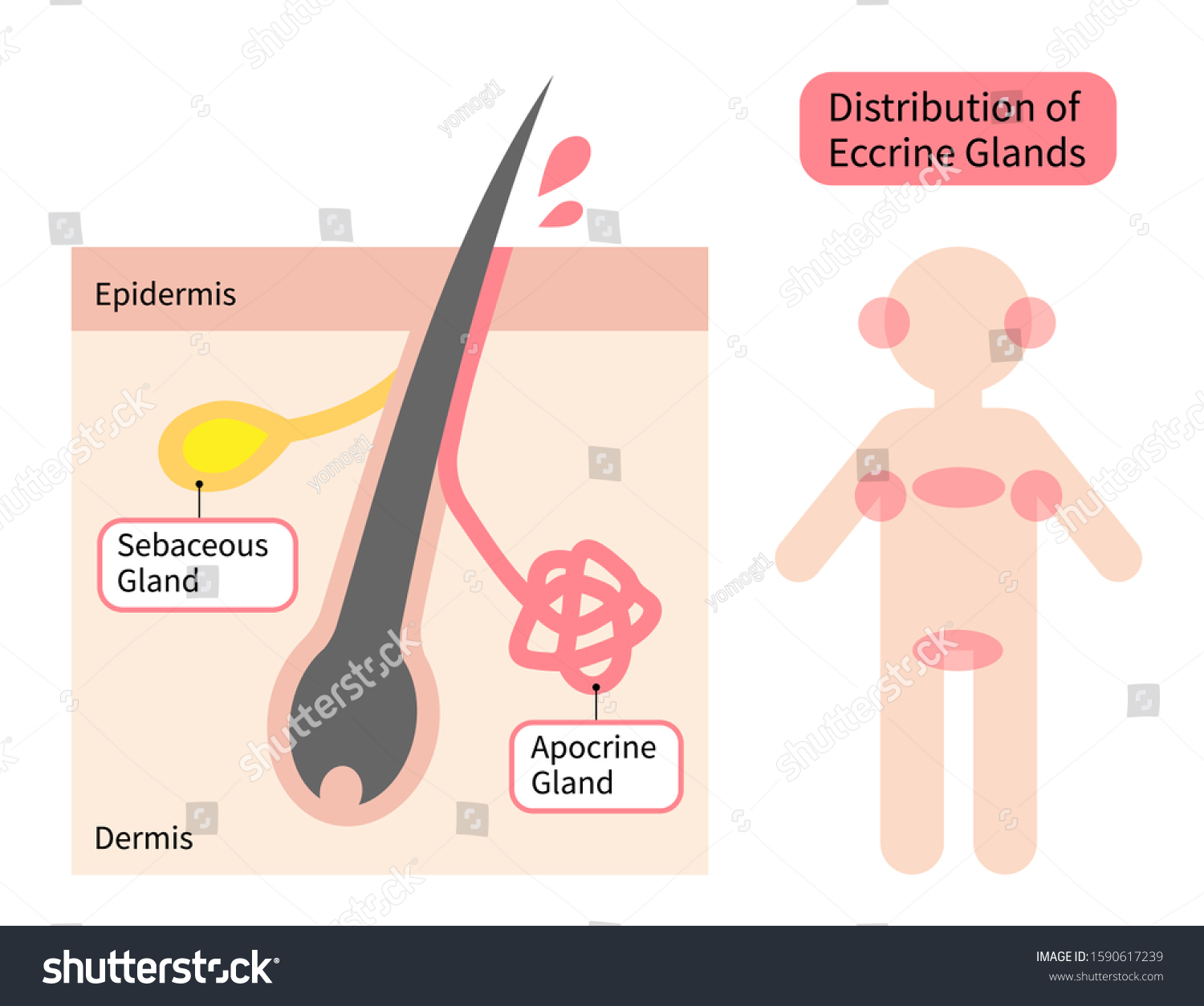 Distribution Apocrine Sweat Glands Human Body Stock Vector Royalty Free