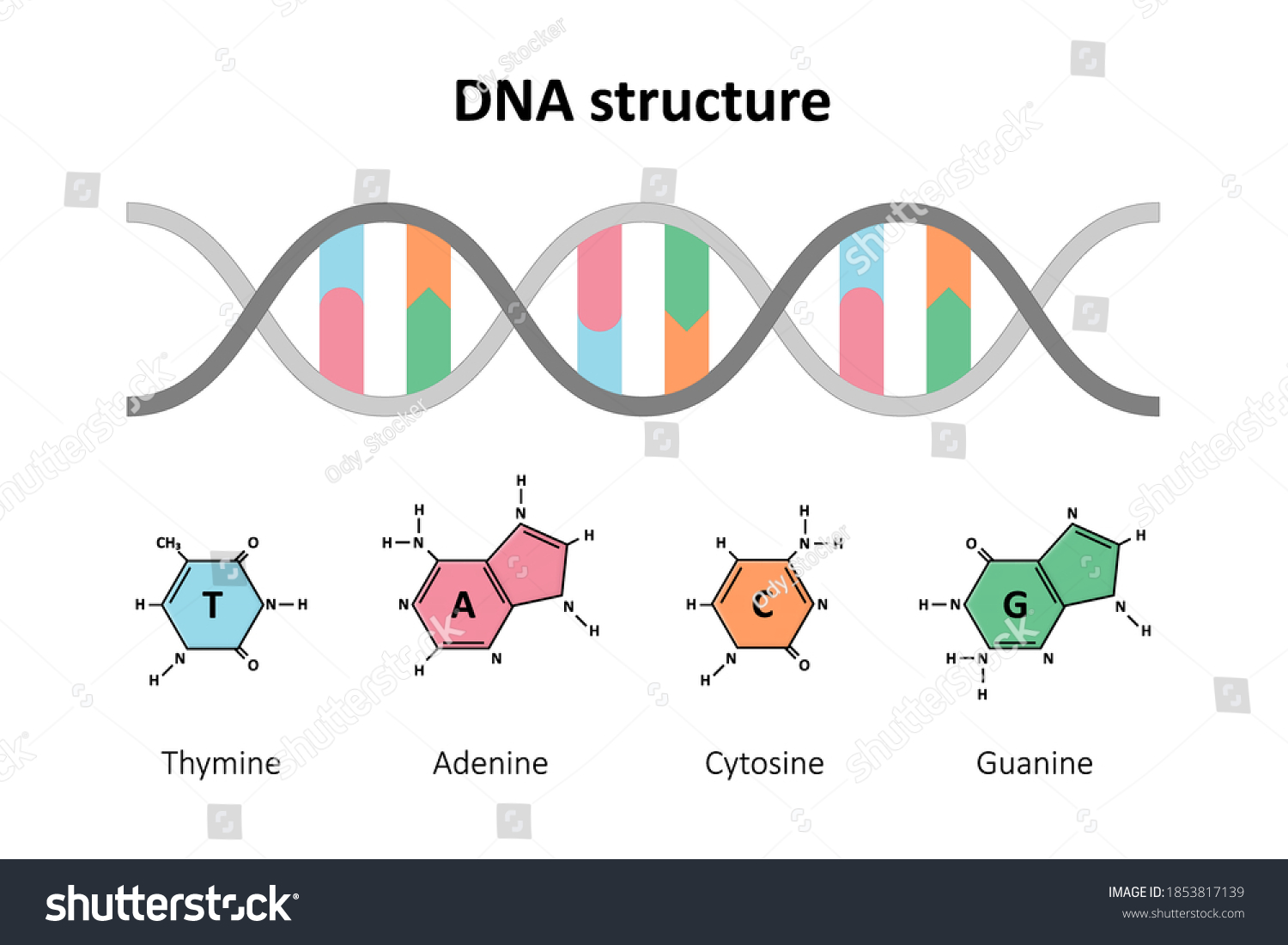 Dna backbone Images, Stock Photos & Vectors | Shutterstock