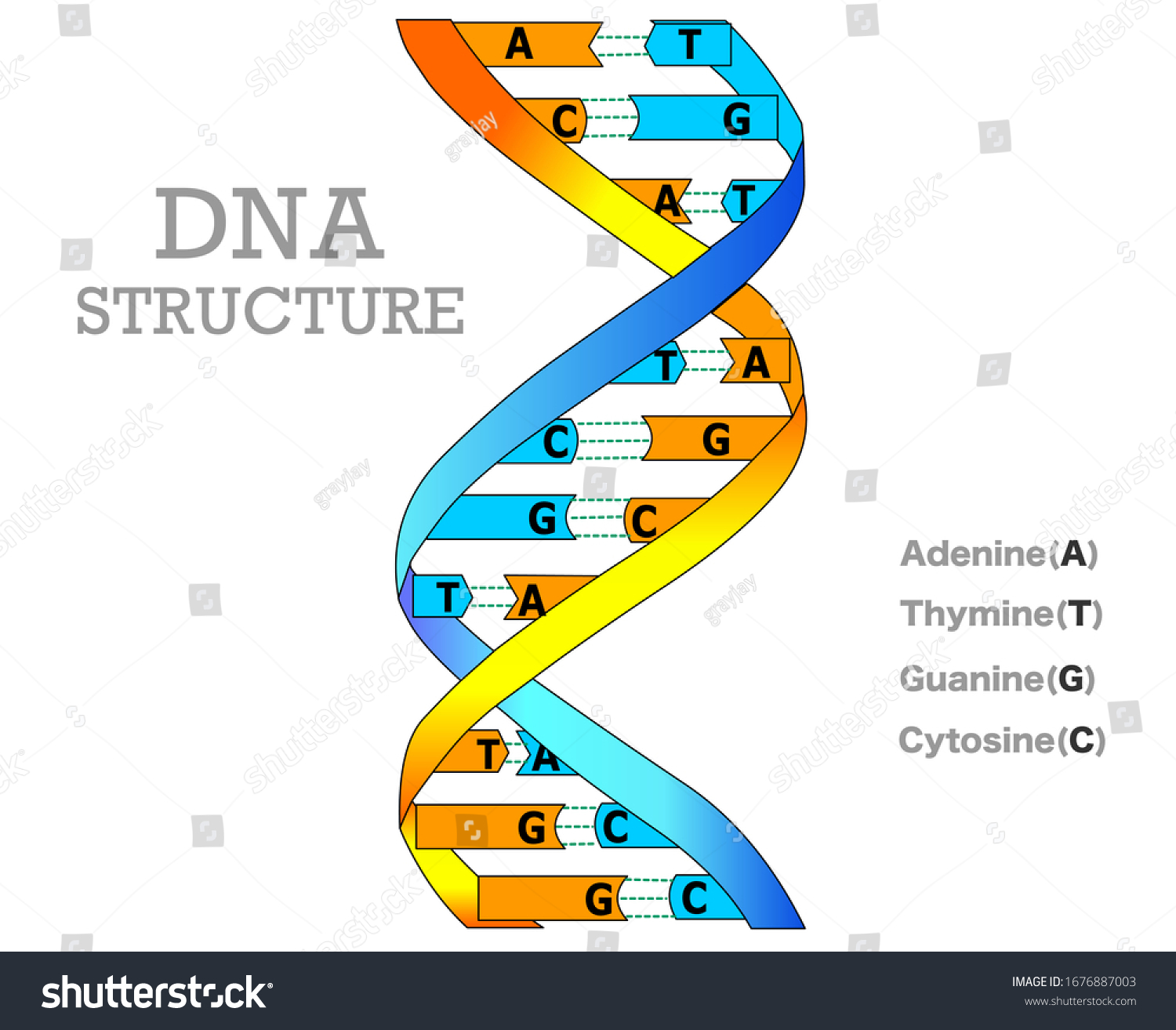 Dna Structure Model Anatomy Different Double Stock Vector Royalty Free