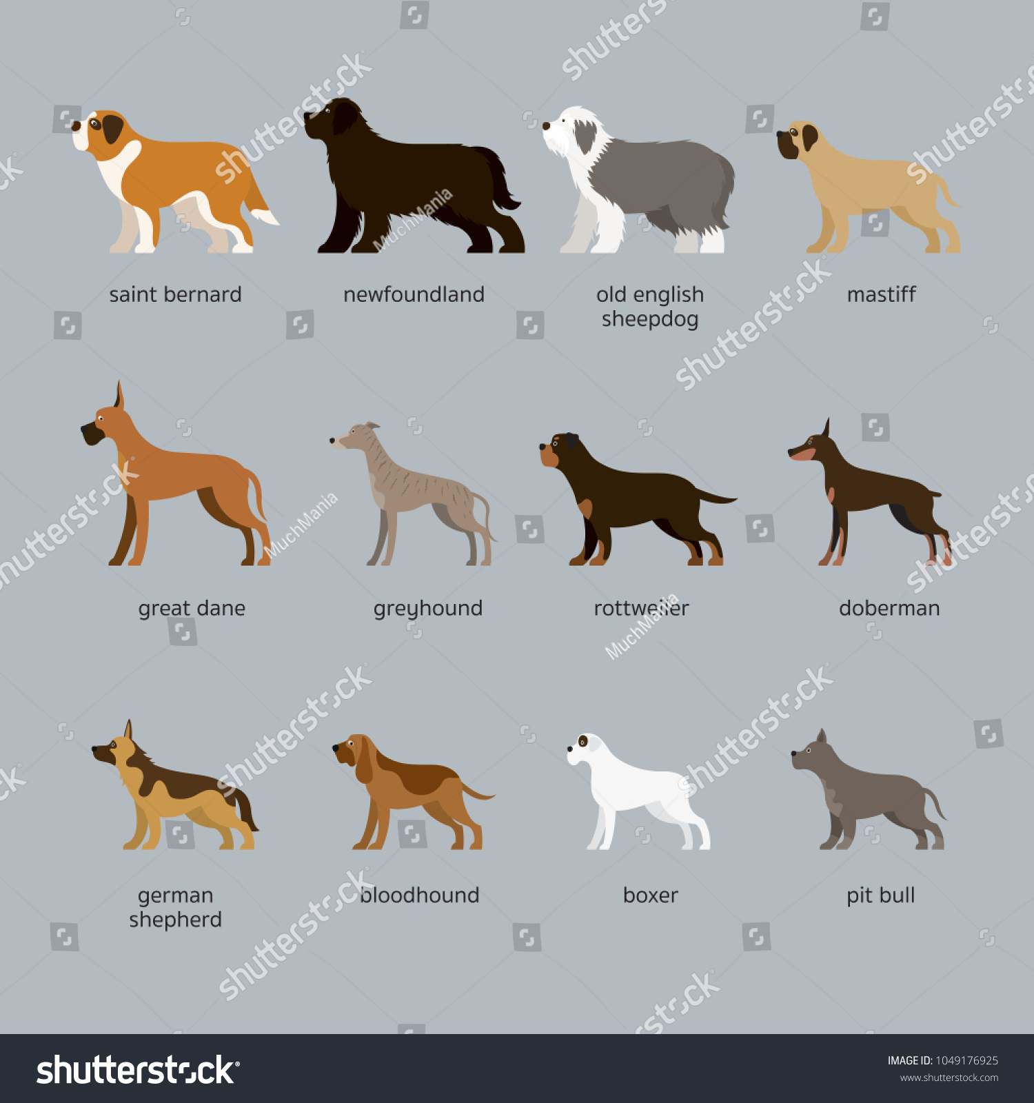 Dog Breeds Set Giant Large Size Stock Vector (Royalty Free) 1049176925 ...