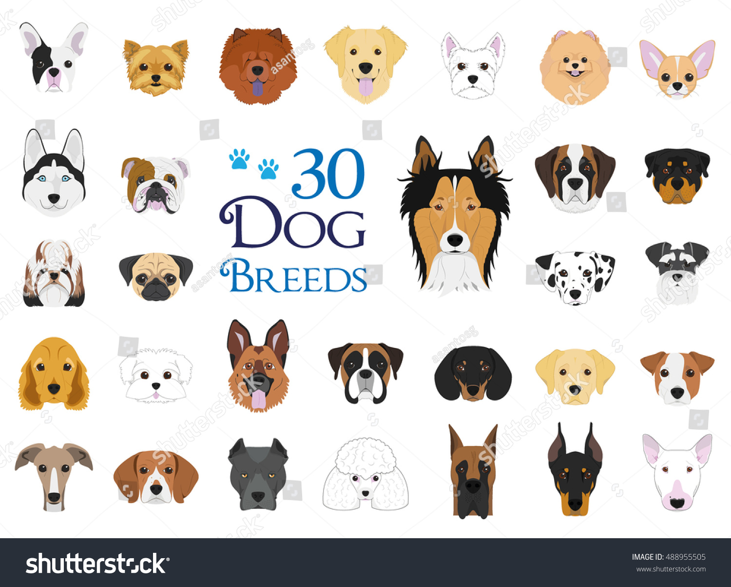 Dog Breeds Vector Collection Set 30 Stock Vector 488955505  Shutterstock