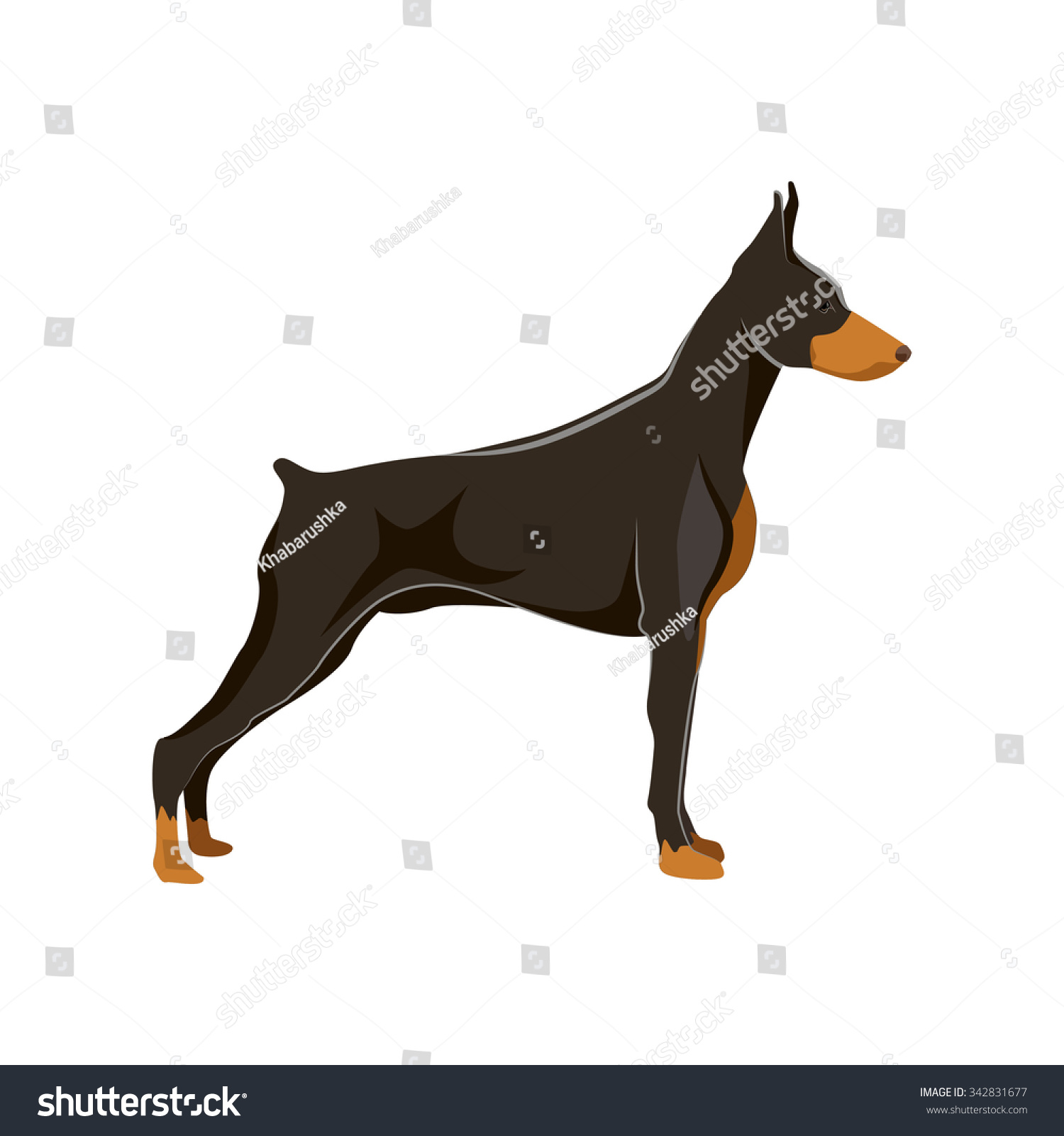 Dog - Doberman Stock Vector Illustration 342831677 : Shutterstock