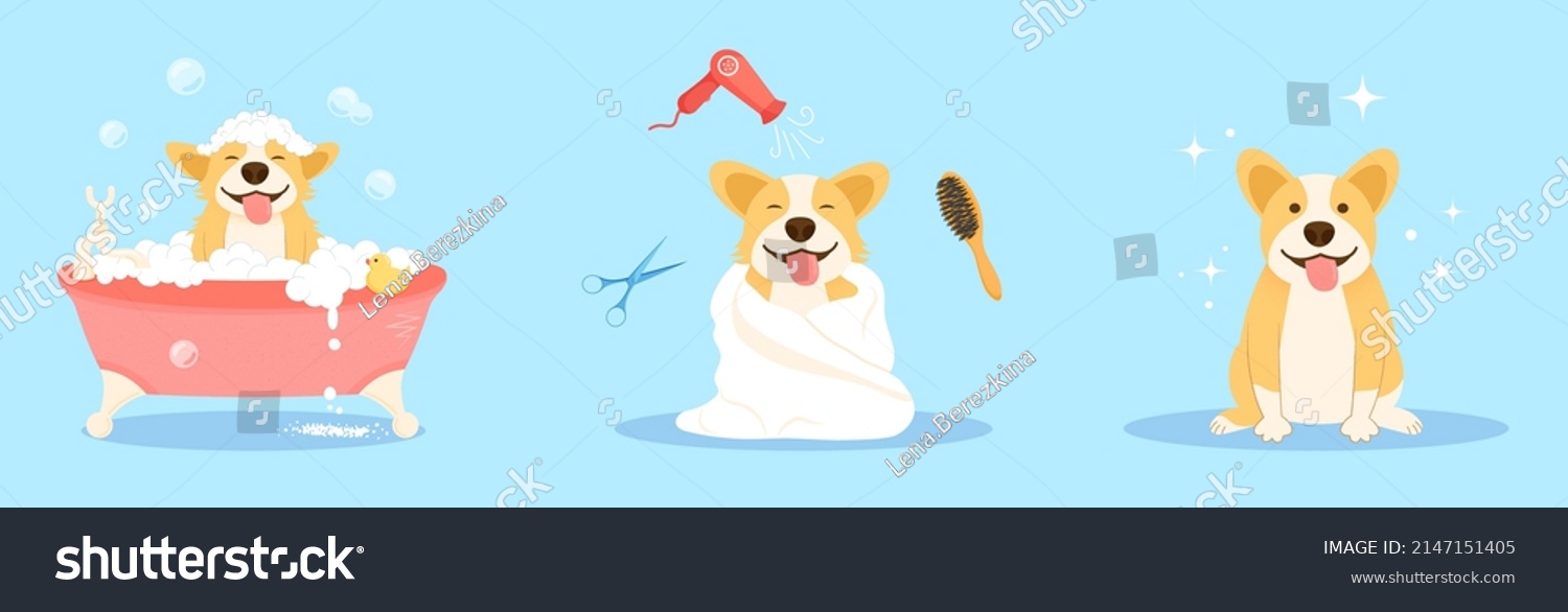 SVG of Dog spa and grooming service concept. Cute welsh corgi dog enjoying salon procedures, takes a bubble bath, pets dry hair with fan. Clean happy pet. Cartoon vector set illustration. svg