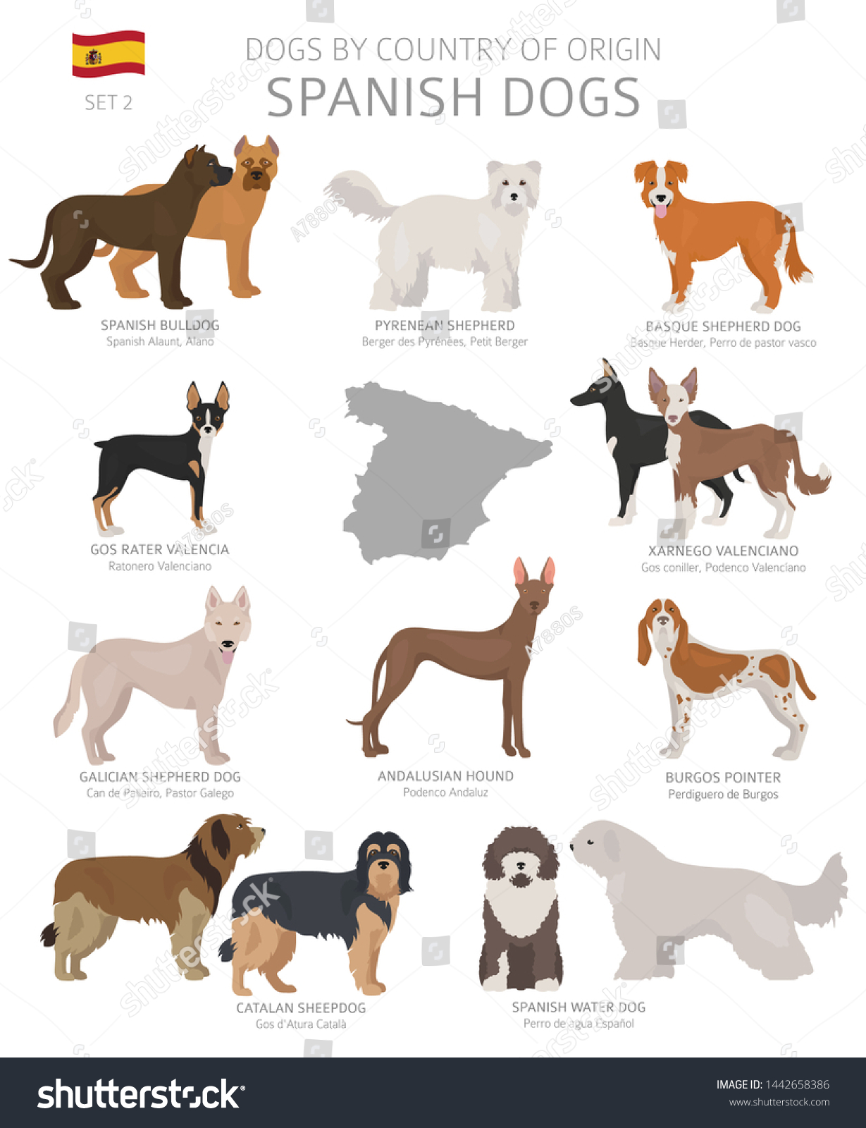 Dogs By Country Origin Spanish Dog Stock Vector Royalty Free 1442658386