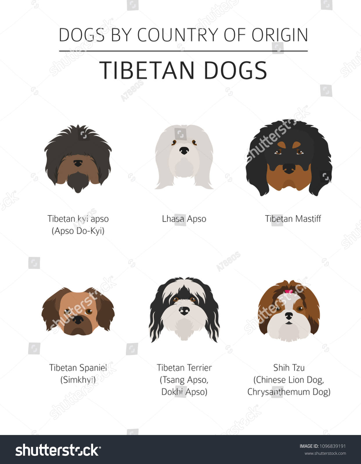 Tibetan dog Images, Stock Photos & Vectors | Shutterstock