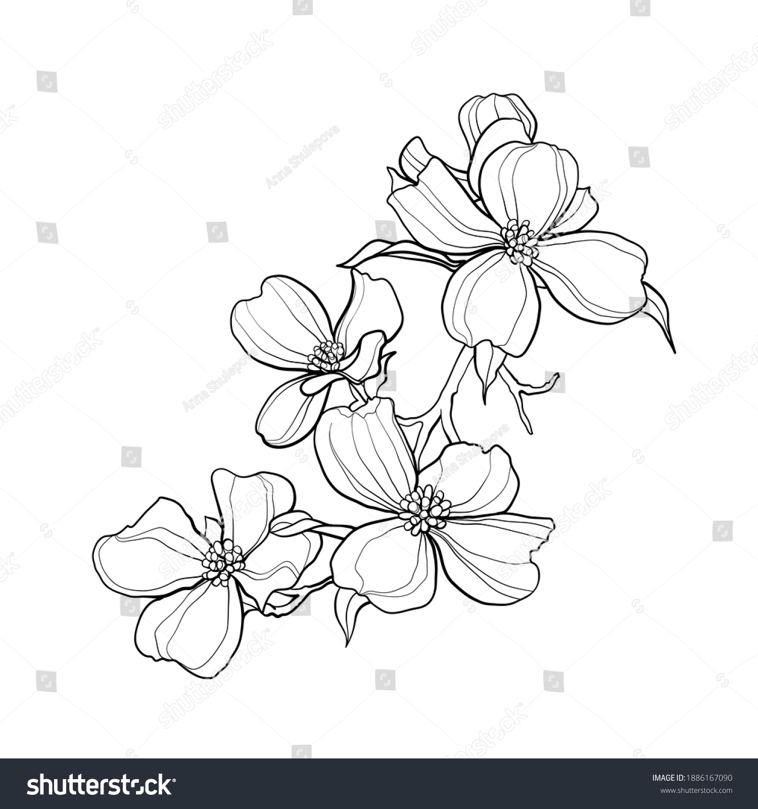 Flowering dogwood Images, Stock Photos & Vectors | Shutterstock