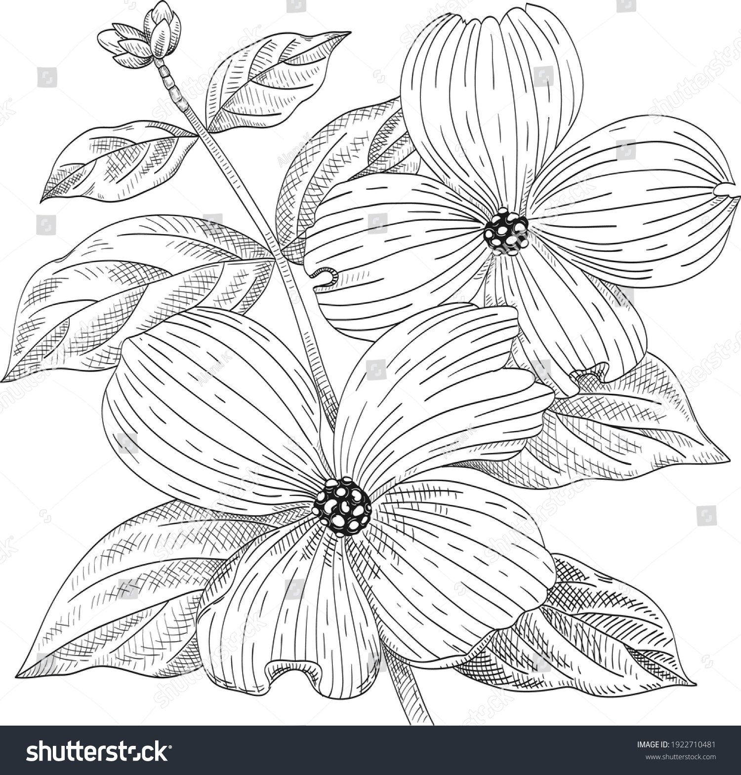 SVG of Dogwood branch with flowers. Line drawing. Black and white hand drawn vector illustration svg