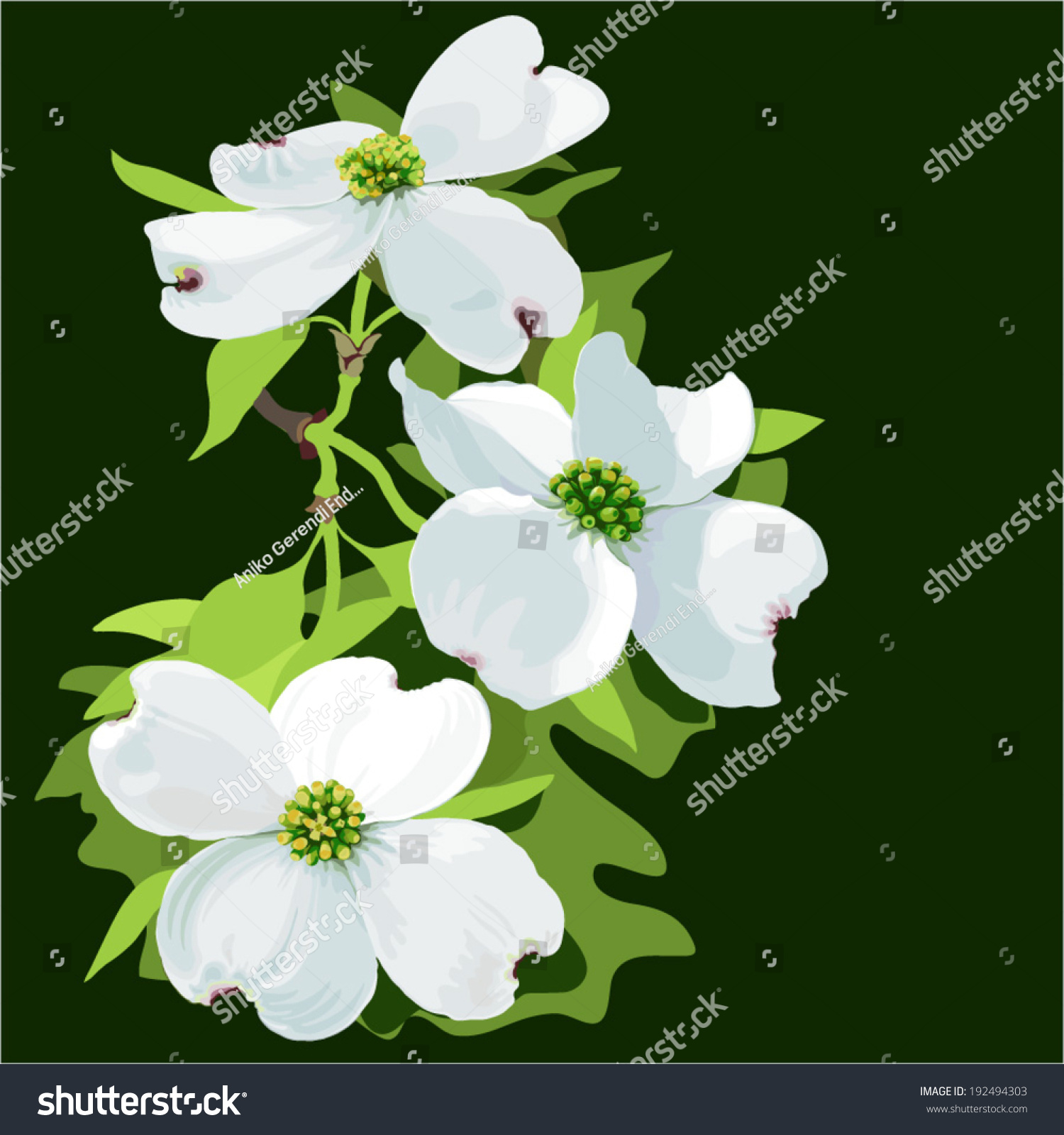SVG of Dogwood (Cornus florida) Hand drawn vector illustration of dogwood blossom, in realistic style on dark background svg