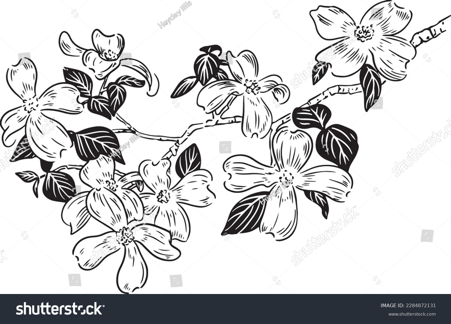 SVG of Dogwood Flowers on Branch black and white pen and ink line drawing illustration vector spot clip art  svg