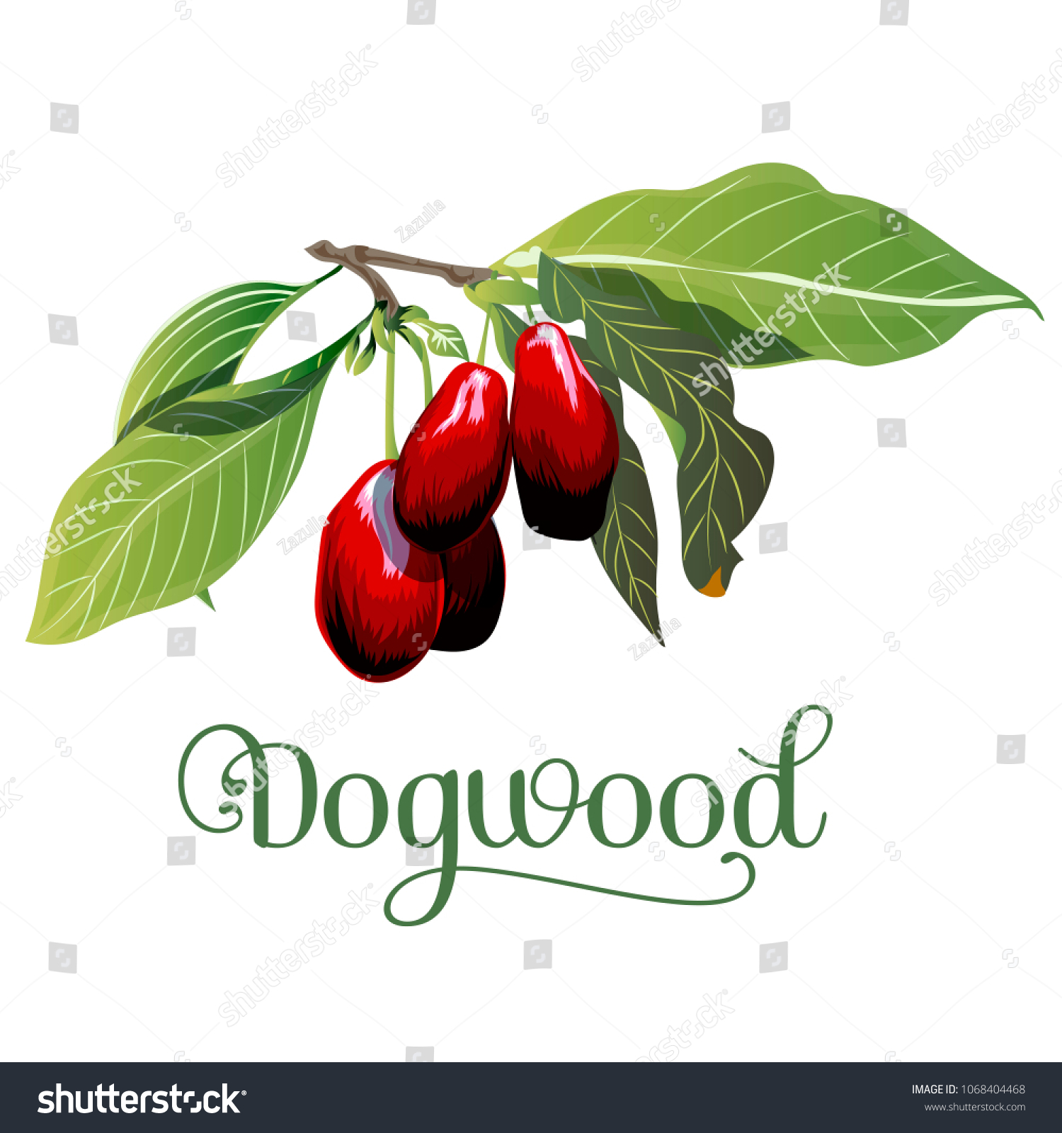 SVG of dogwood, leaves and berries isolated on white background. svg