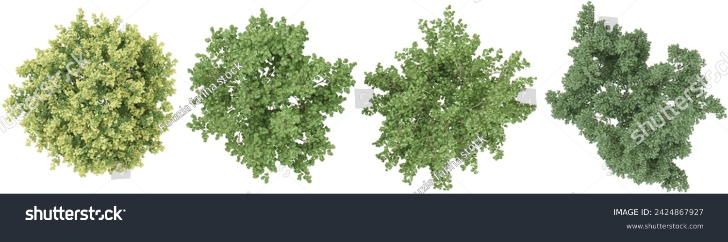 SVG of Dogwood, olive trees in the forest, top view, area view, isolated on transparent background, 3D illustration, cg render svg