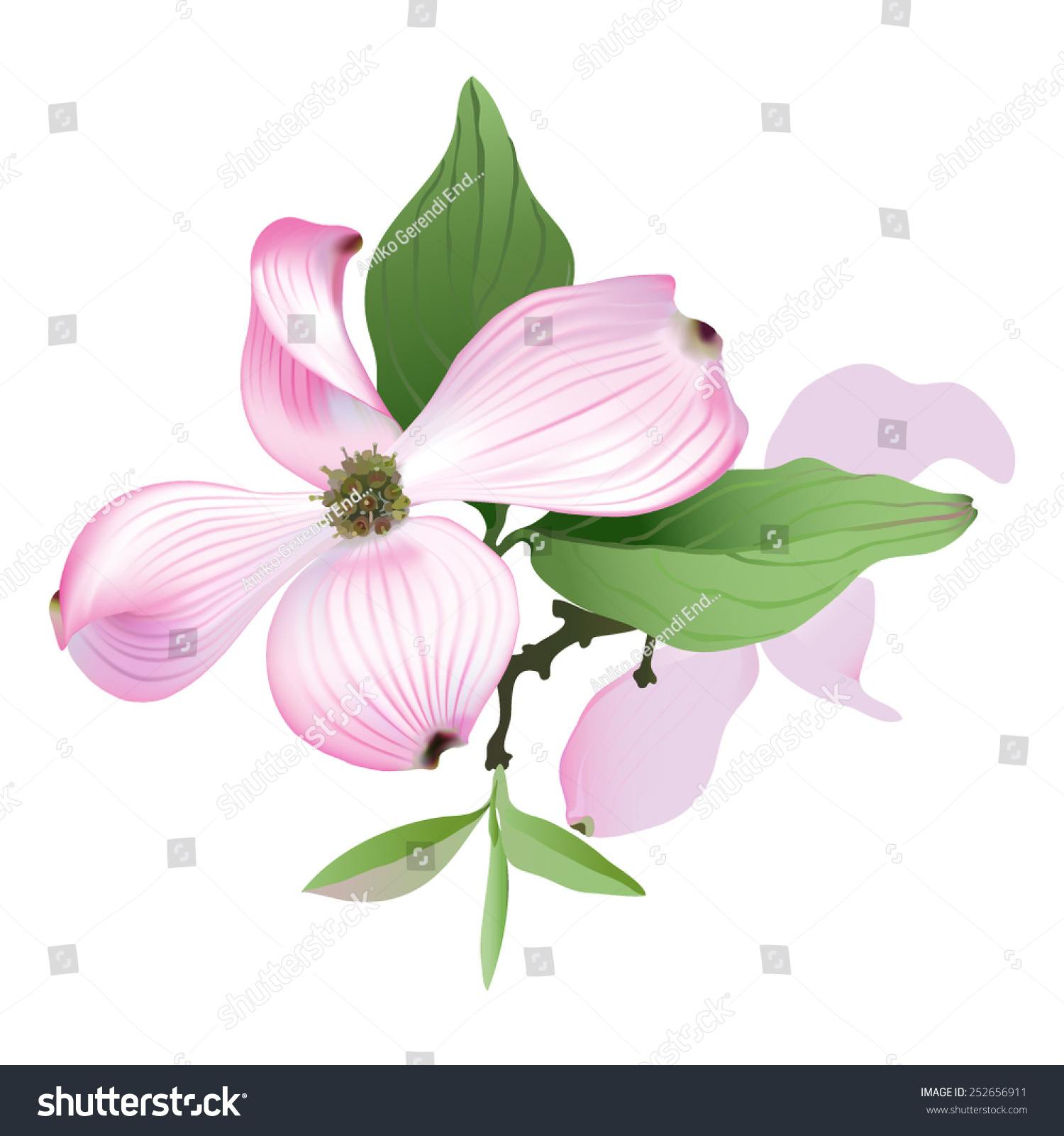 SVG of Dogwood - pink. Hand drawn vector illustration of Pink Dogwood flowers on white background. svg