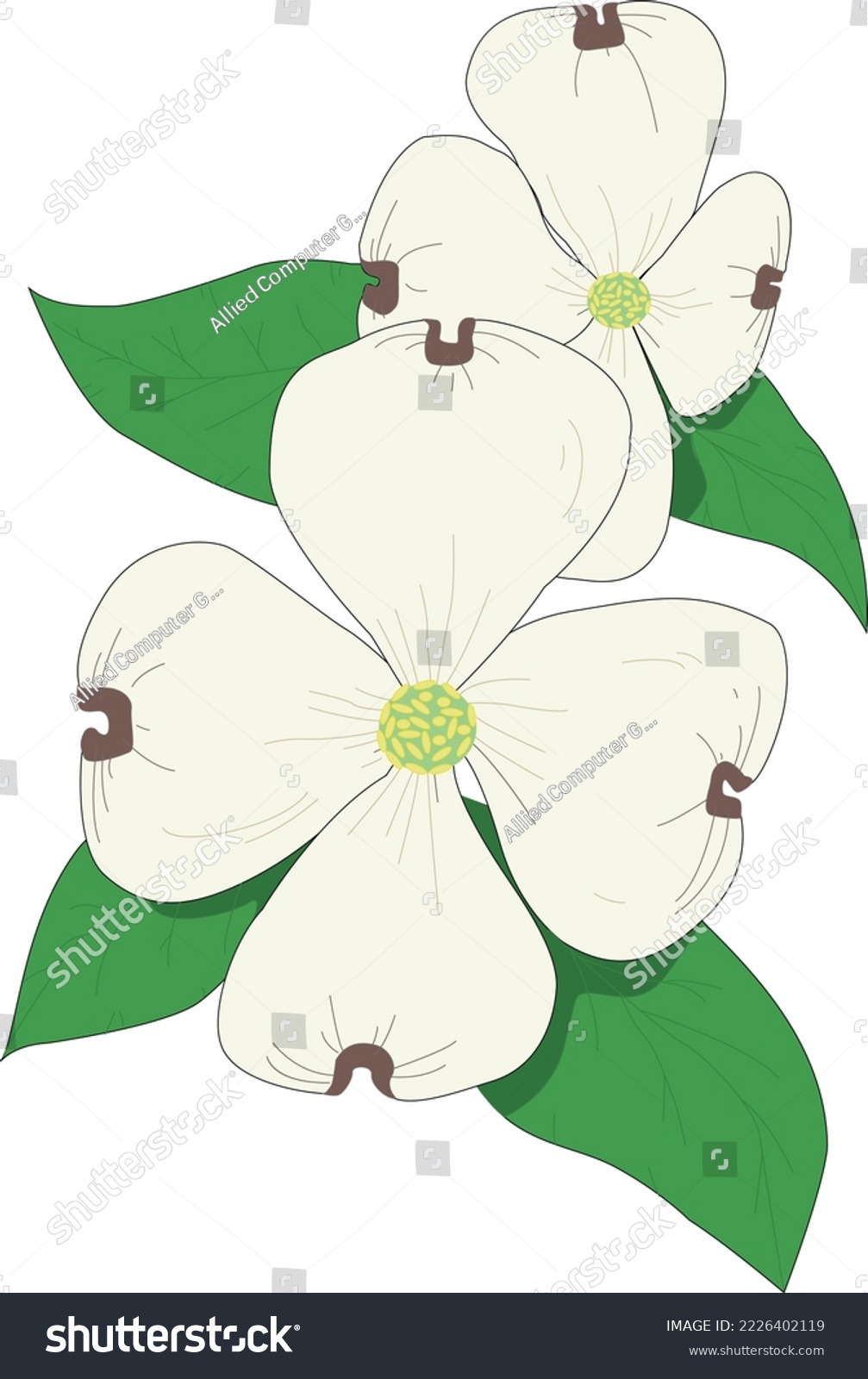 SVG of Dogwood Tree Blossoms Vector Illustration svg