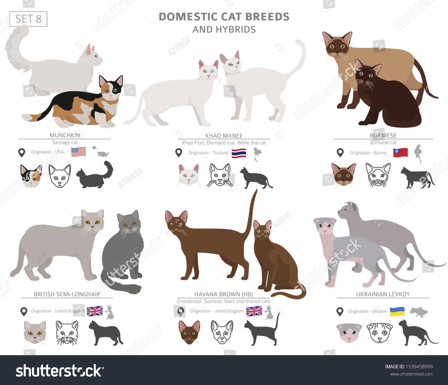 Domestic Cat Breeds Hybrids Collection Isolated Stock Vector (Royalty ...