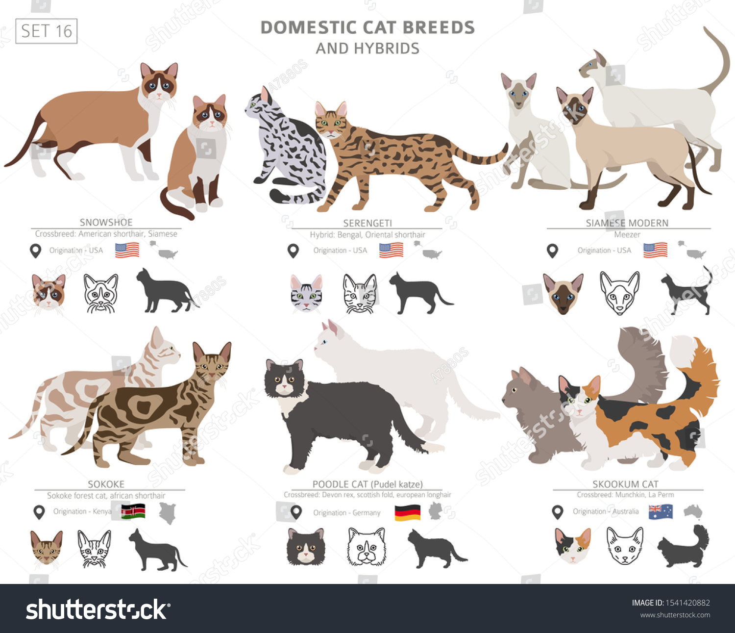 Domestic Cat Breeds Hybrids Collection Isolated Stock Vector (Royalty ...