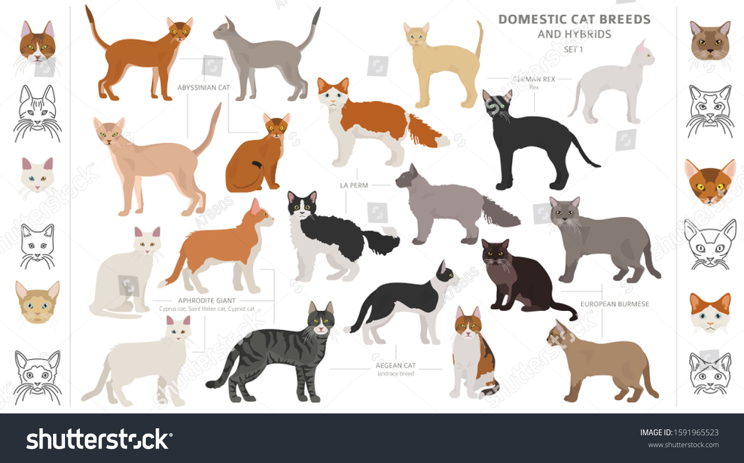 Domestic Cat Breeds Hybrids Collection Isolated Stock Vector Royalty Free 1591965523