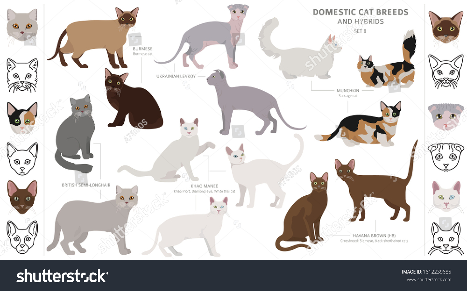 Domestic Cat Breeds Hybrids Collection Isolated Stock Vector (royalty 