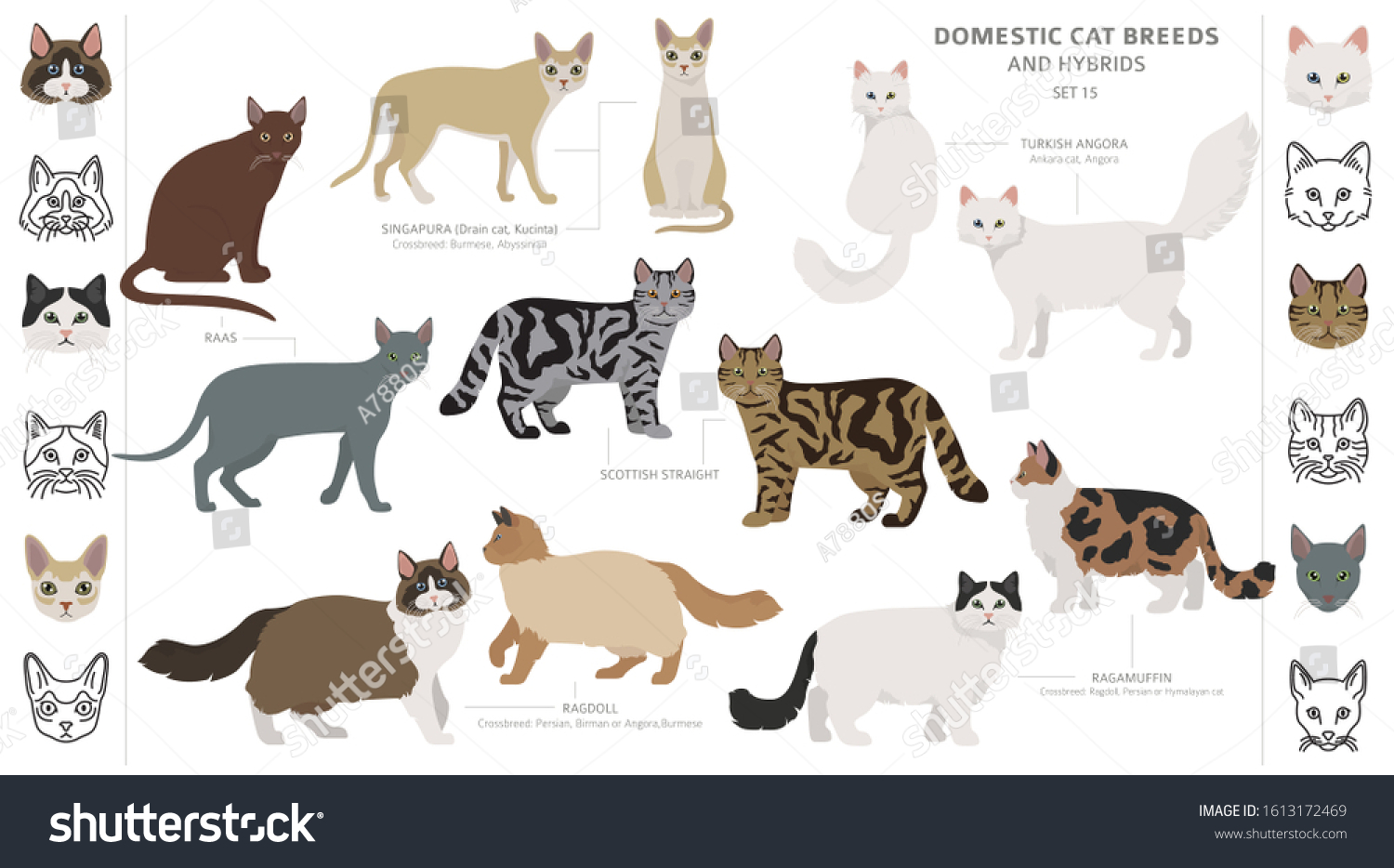 8 Kucinta cat Images, Stock Photos & Vectors | Shutterstock