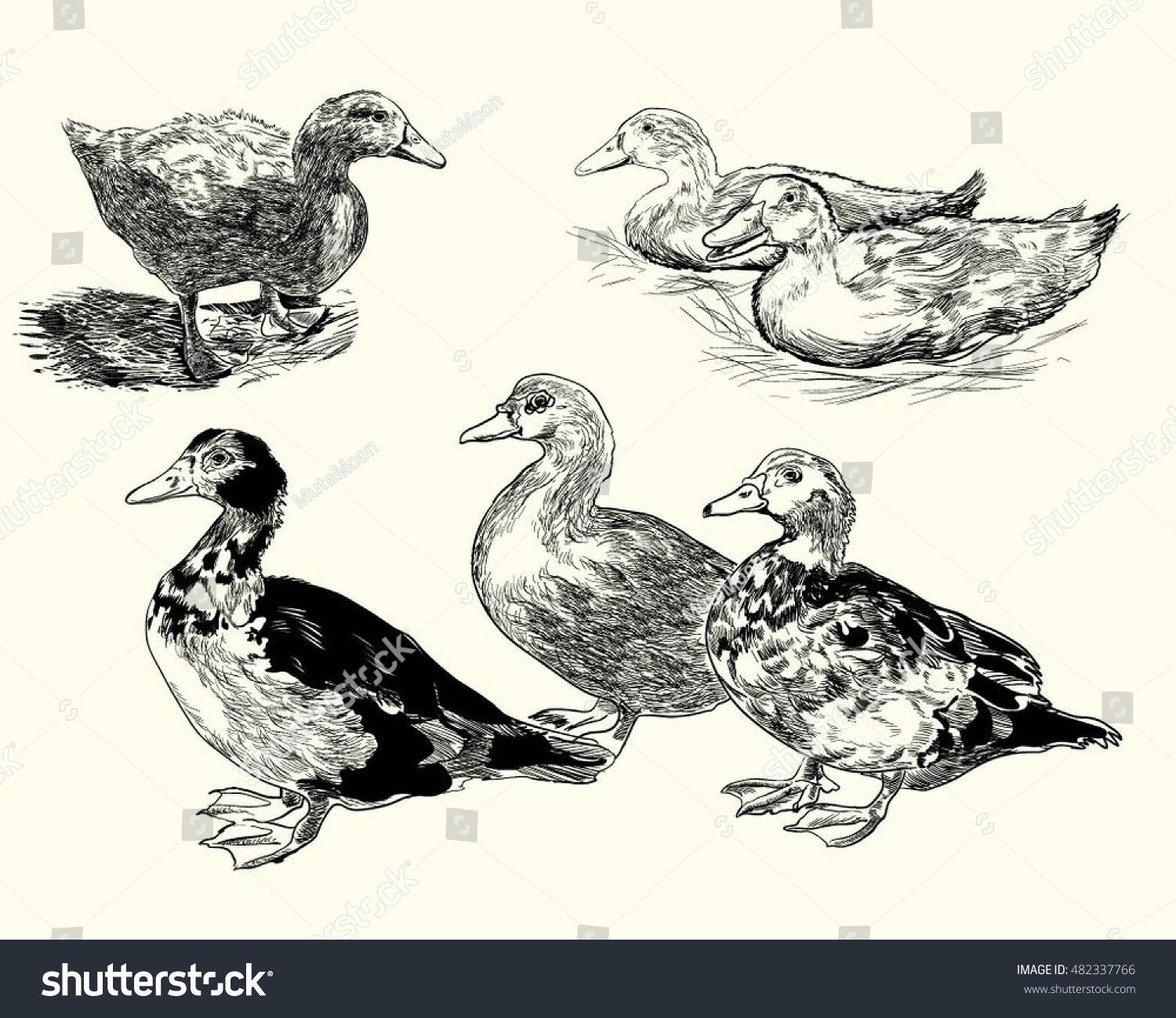 Domestic Duck Black White Drawing Stock Vector (Royalty Free) 482337766 ...