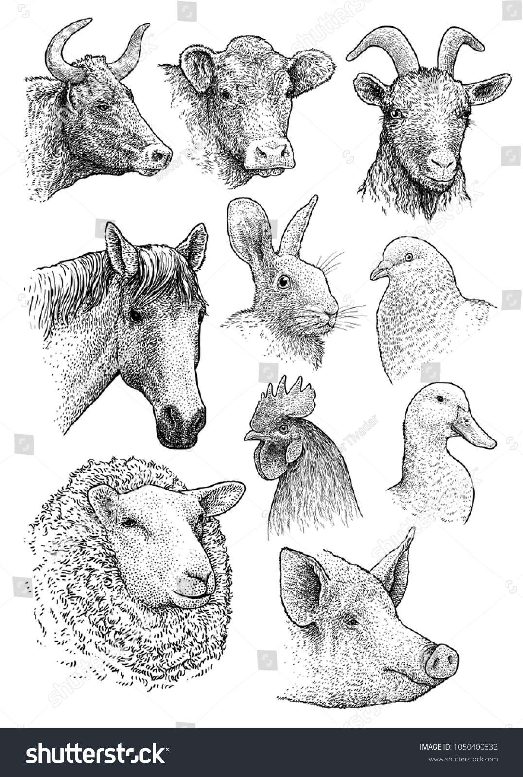 576,393 Farm animal heads Images, Stock Photos & Vectors | Shutterstock