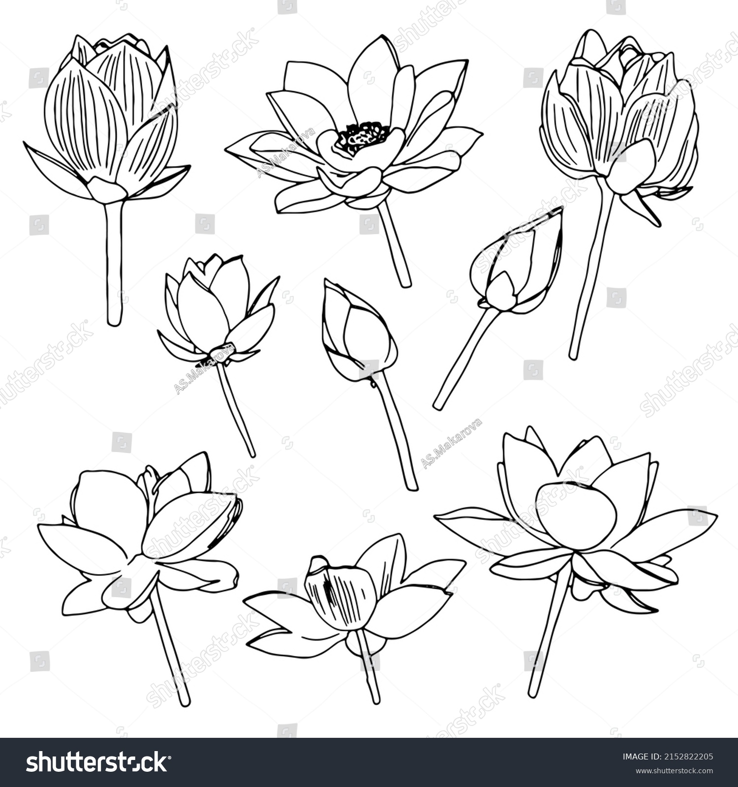 Doodle Lotus Flower Set Handdrawn Botanical Stock Vector (Royalty Free ...