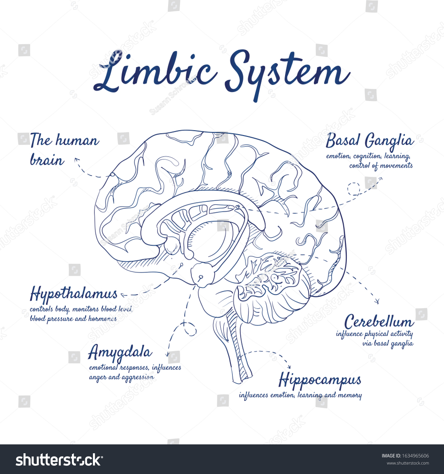 SVG of Doodle set of Limbic System – human brain, Basal Ganglia, Cerebellum, Hippocampus, Amygdala, Hypothalamus, hand-drawn. Vector sketch illustration isolated over white background. svg