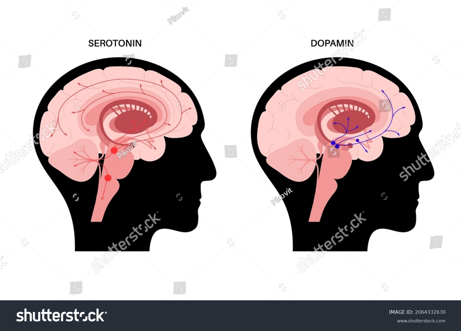SVG of Dopamine and serotonin hormones pathway in human brain. Monoamine neurotransmitter. Modulating mood, learning and memory processes. Motivational component of reward, motor control vector illustration svg