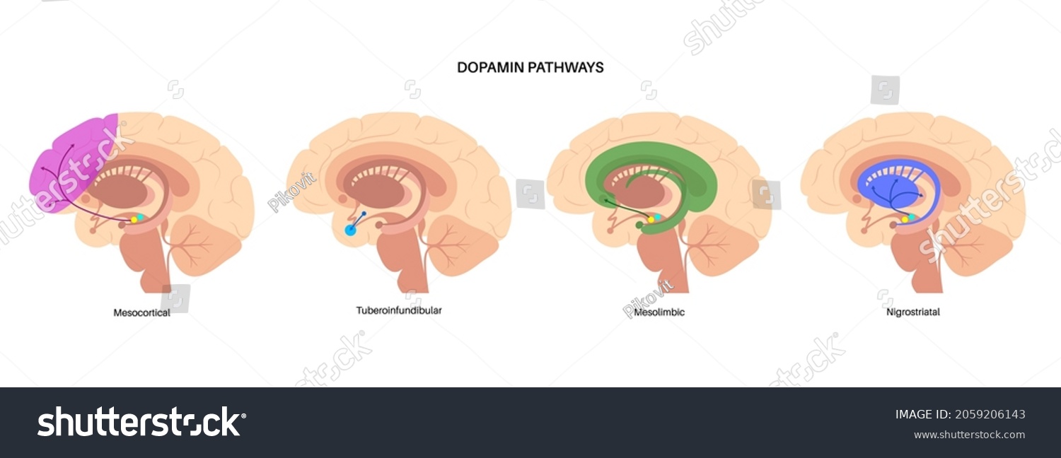 SVG of Dopamine pathway in the human brain. Monoamine neurotransmitter. Motivational component of reward motivated behavior. Motor control, controlling the release of various hormones vector illustration svg