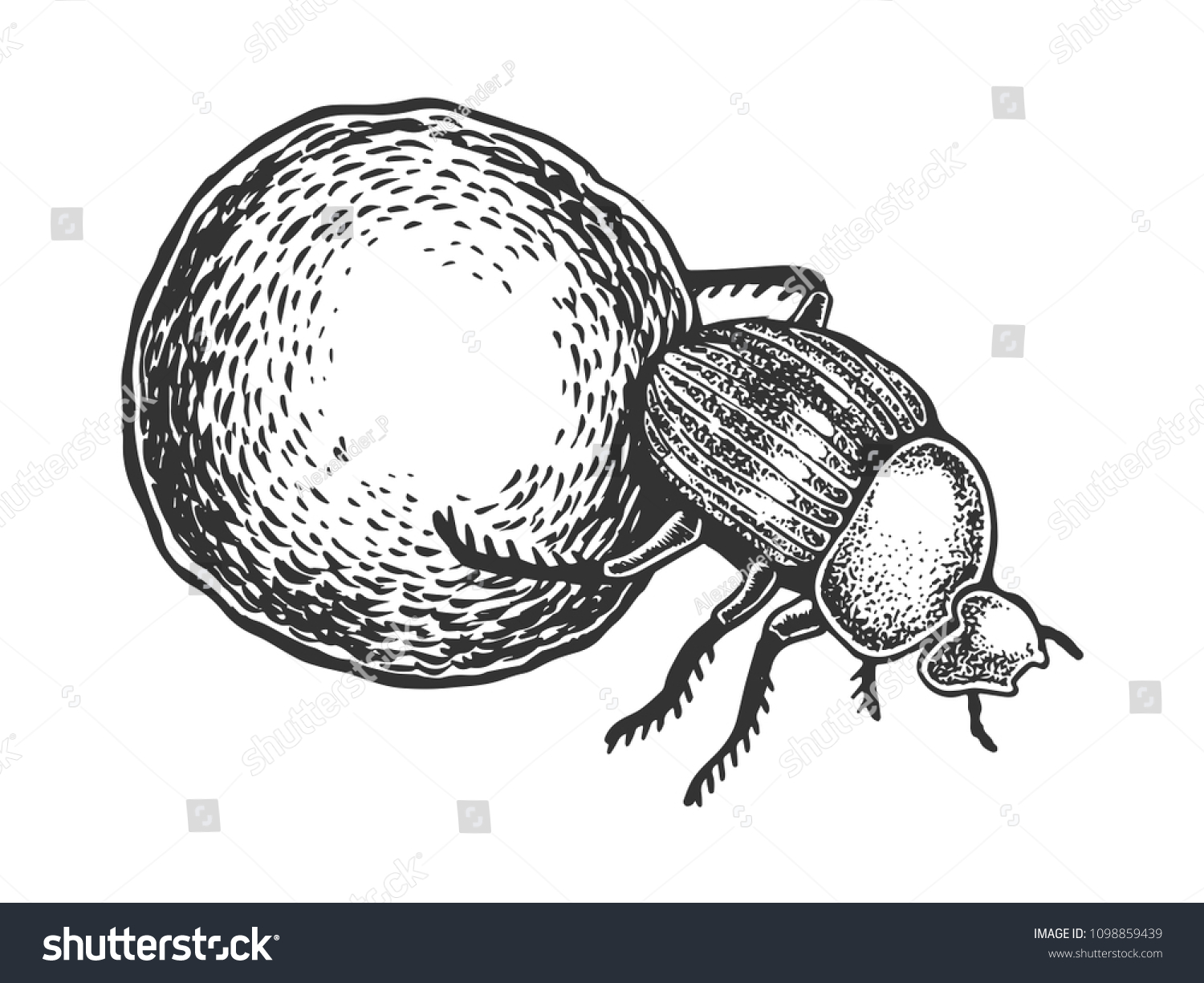 SVG of Dor beetle bug insect animal engraving vector illustration. Scratch board style imitation. Black and white hand drawn image. svg