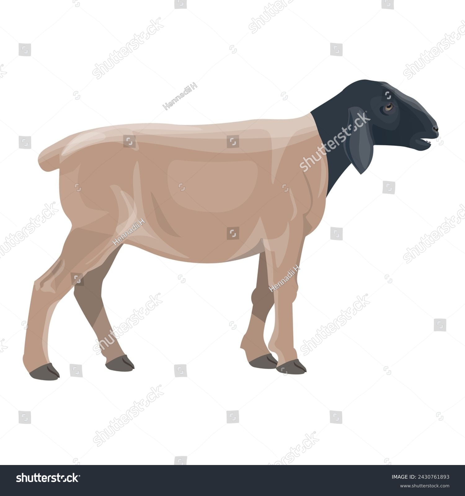 SVG of Dorper sheep with a black head side view. Animal farming. Vector illustration isolated on a white background svg