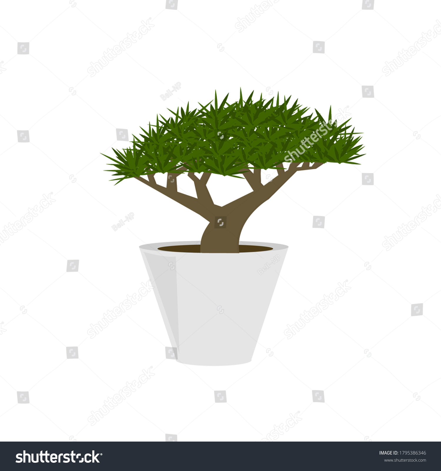 Dragon Blood Tree Planting On White Stock Vector Royalty Free
